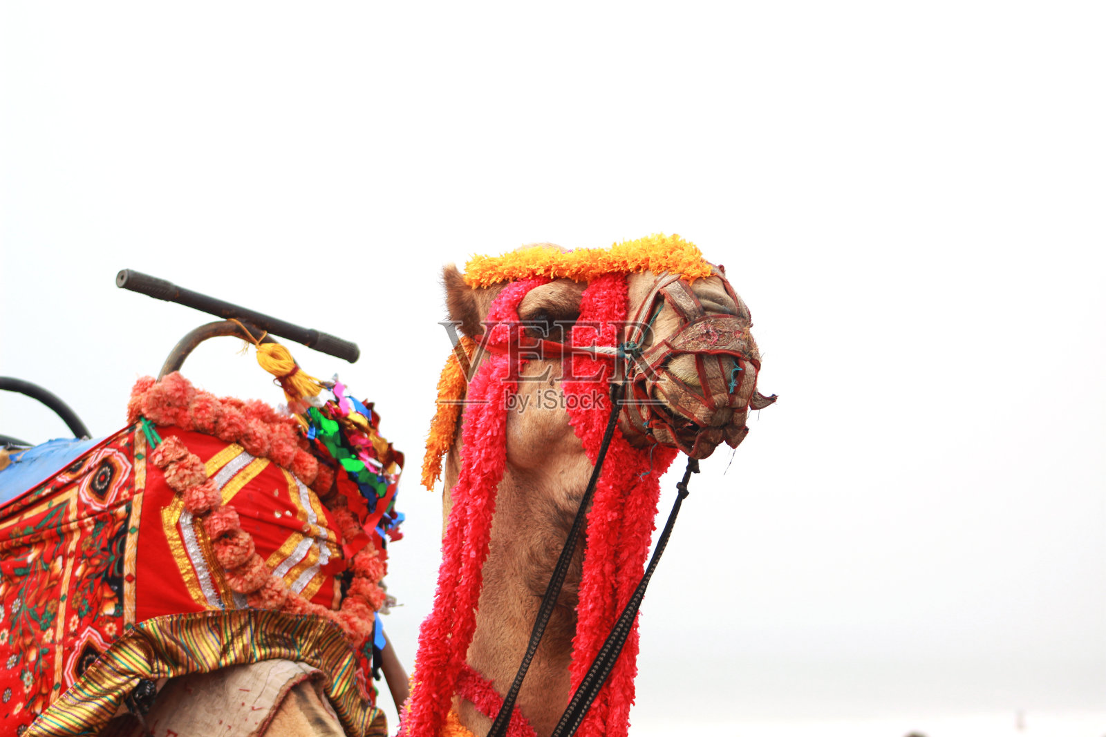 海滩上的骆驼照片摄影图片