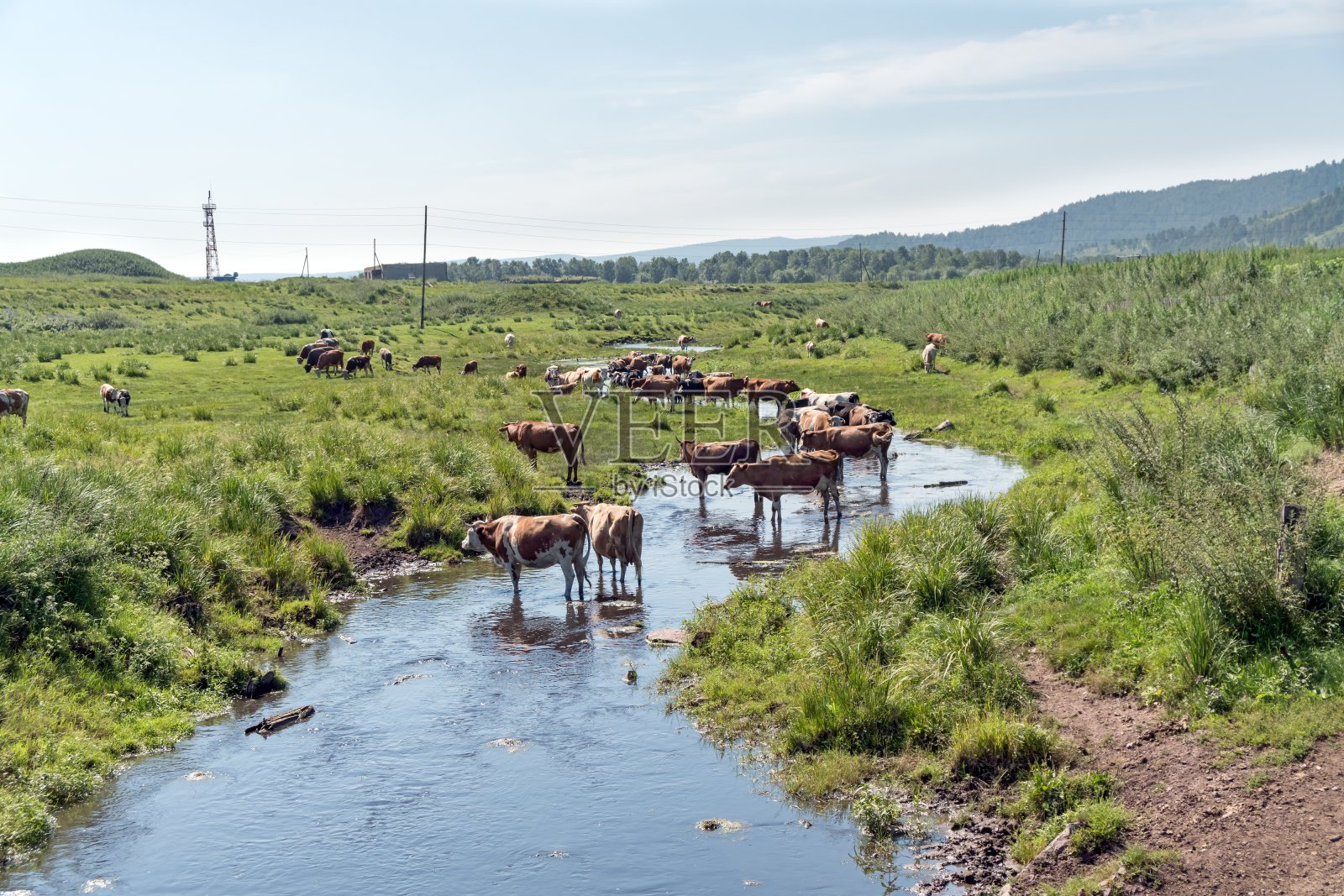 在一个阳光明媚的夏日，一群奶牛在一条小河里吃草躲避炎热。照片摄影图片