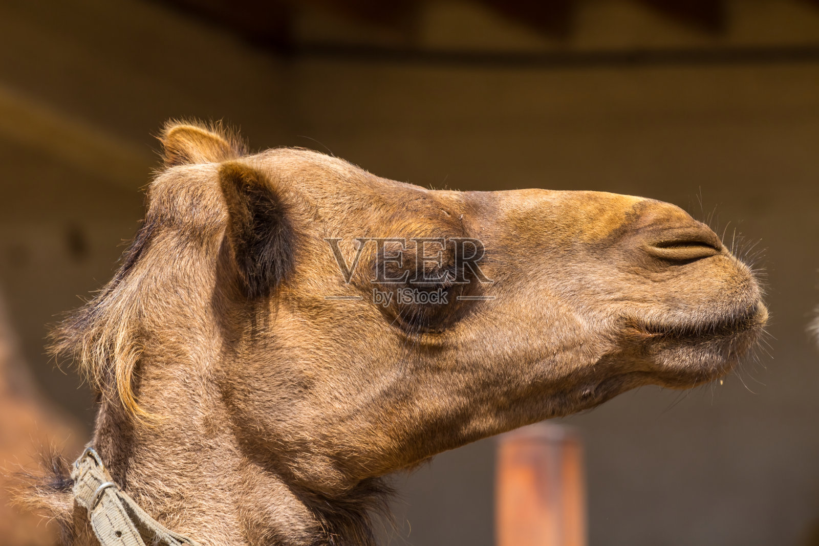特写镜头骆驼的头照片摄影图片