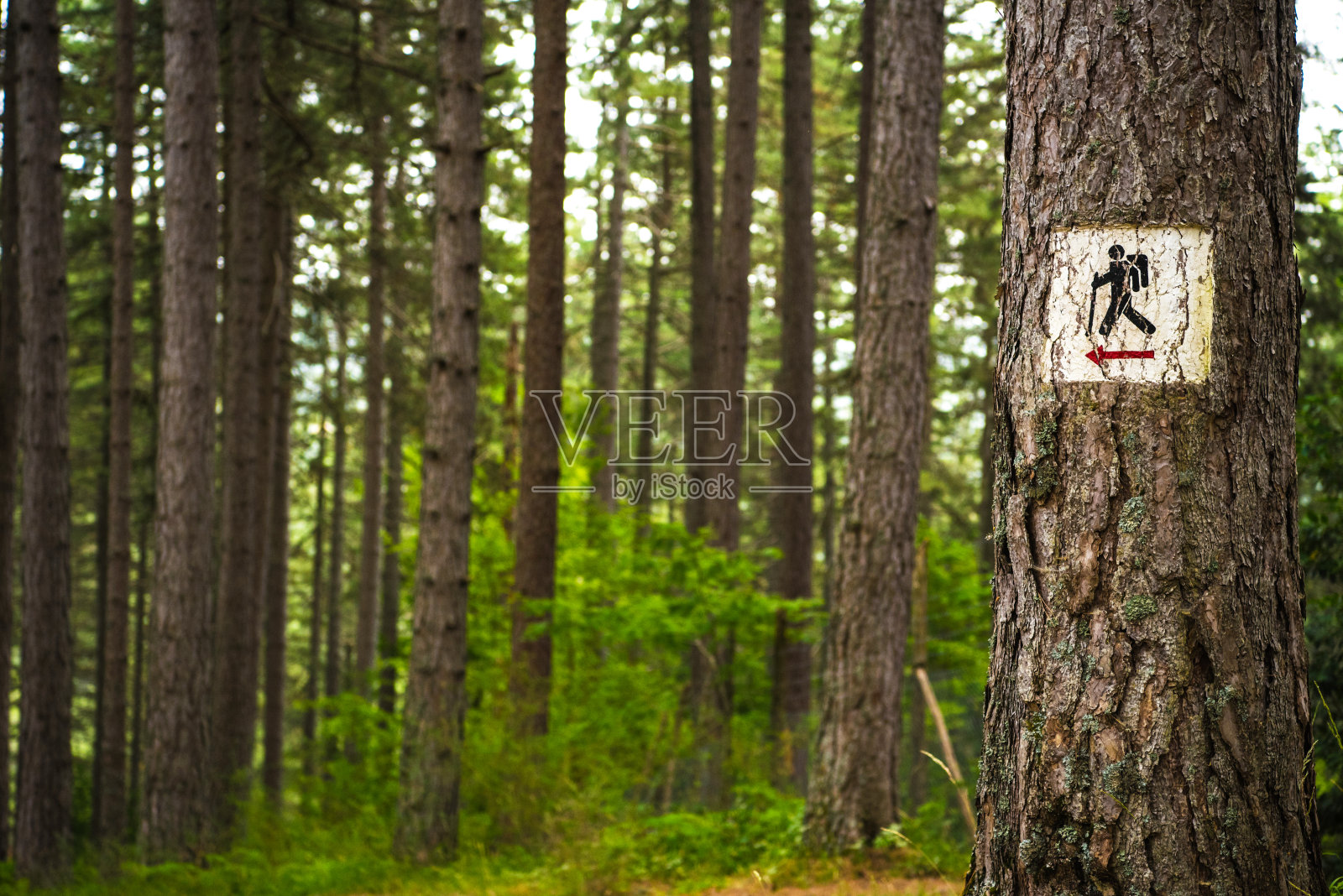 树上的徒步者小径标志照片摄影图片