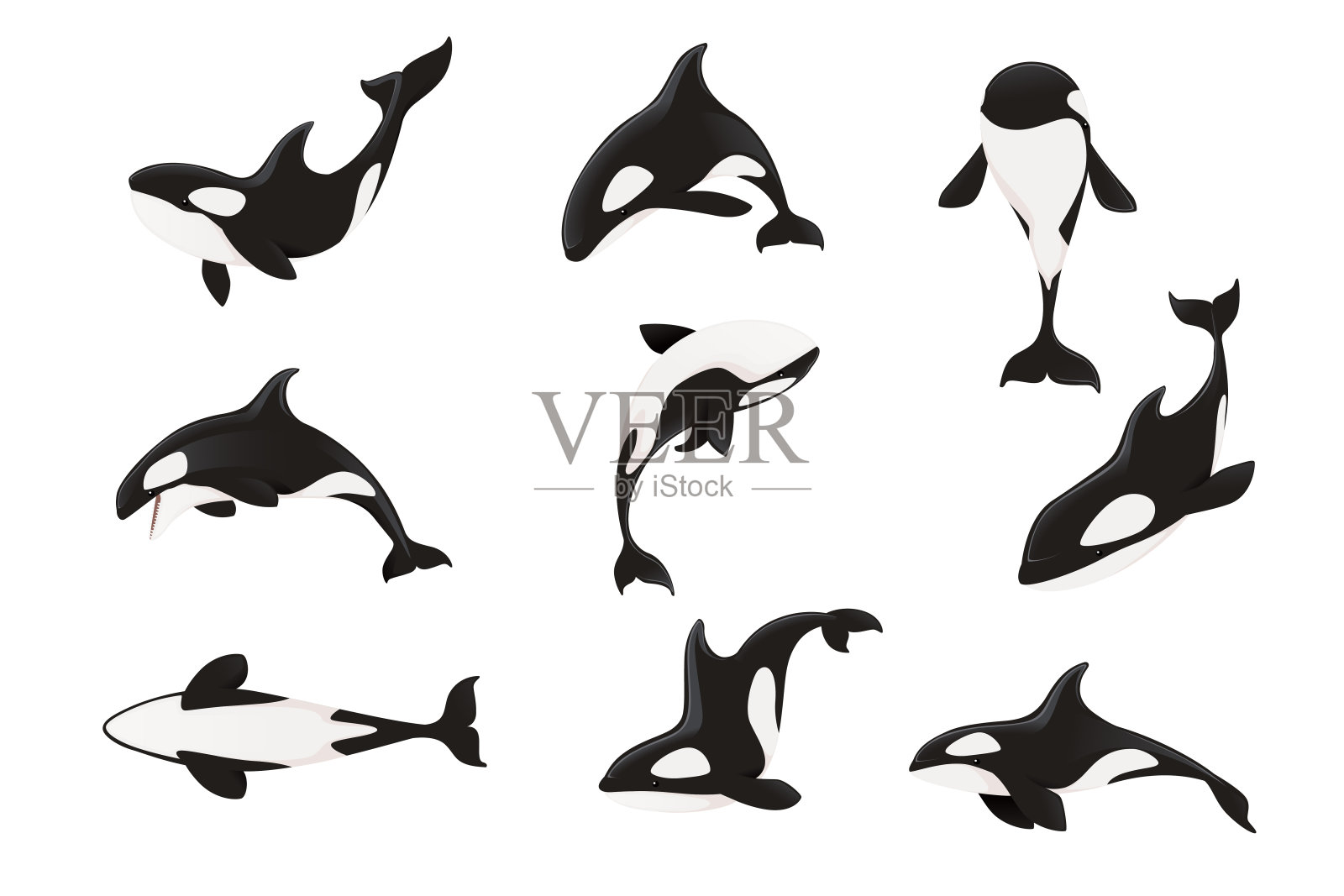 一套虎鲸(虎鲸)卡通动物设计海洋哺乳动物虎鲸平面矢量插图孤立在白色背景设计元素图片