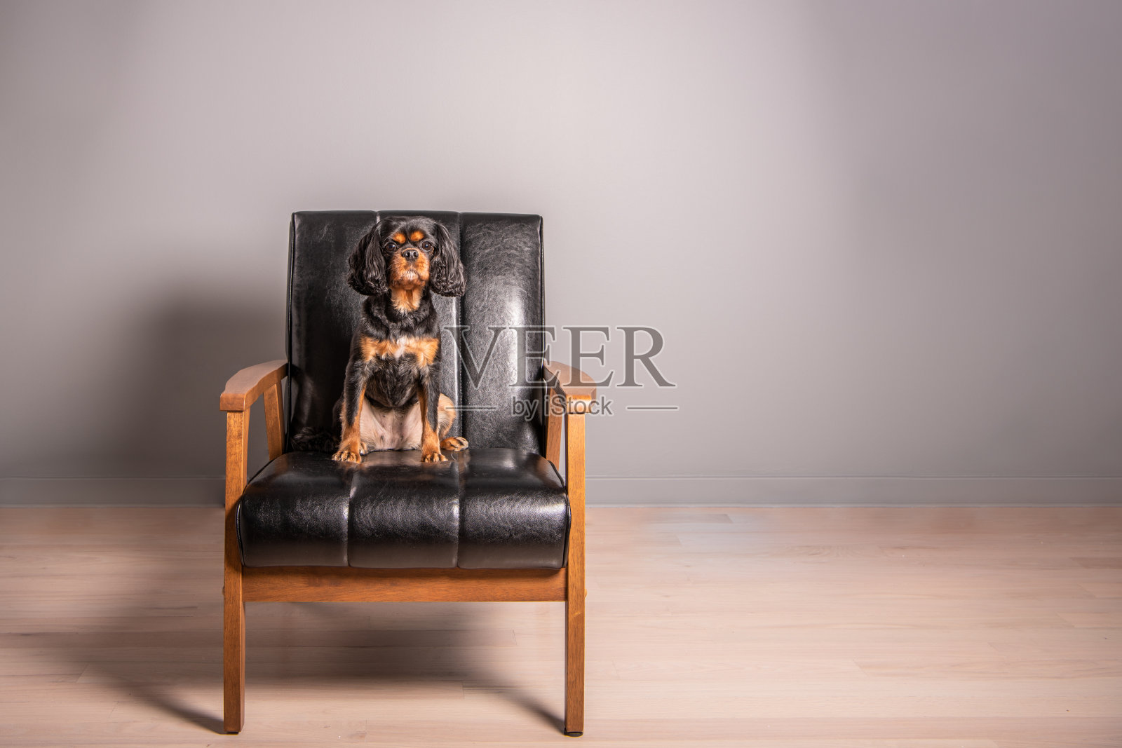 骑士国王查尔斯猎犬坐在一张黑色的皮椅子上，看着镜头。照片摄影图片