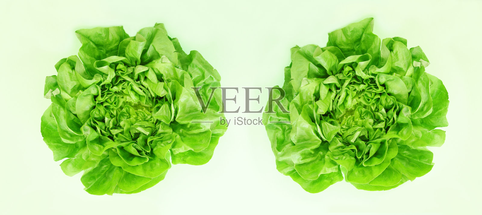 在浅绿色背景上孤立的两个绿色生菜的全景图像。沙拉用的白头莴苣蔬菜照片摄影图片