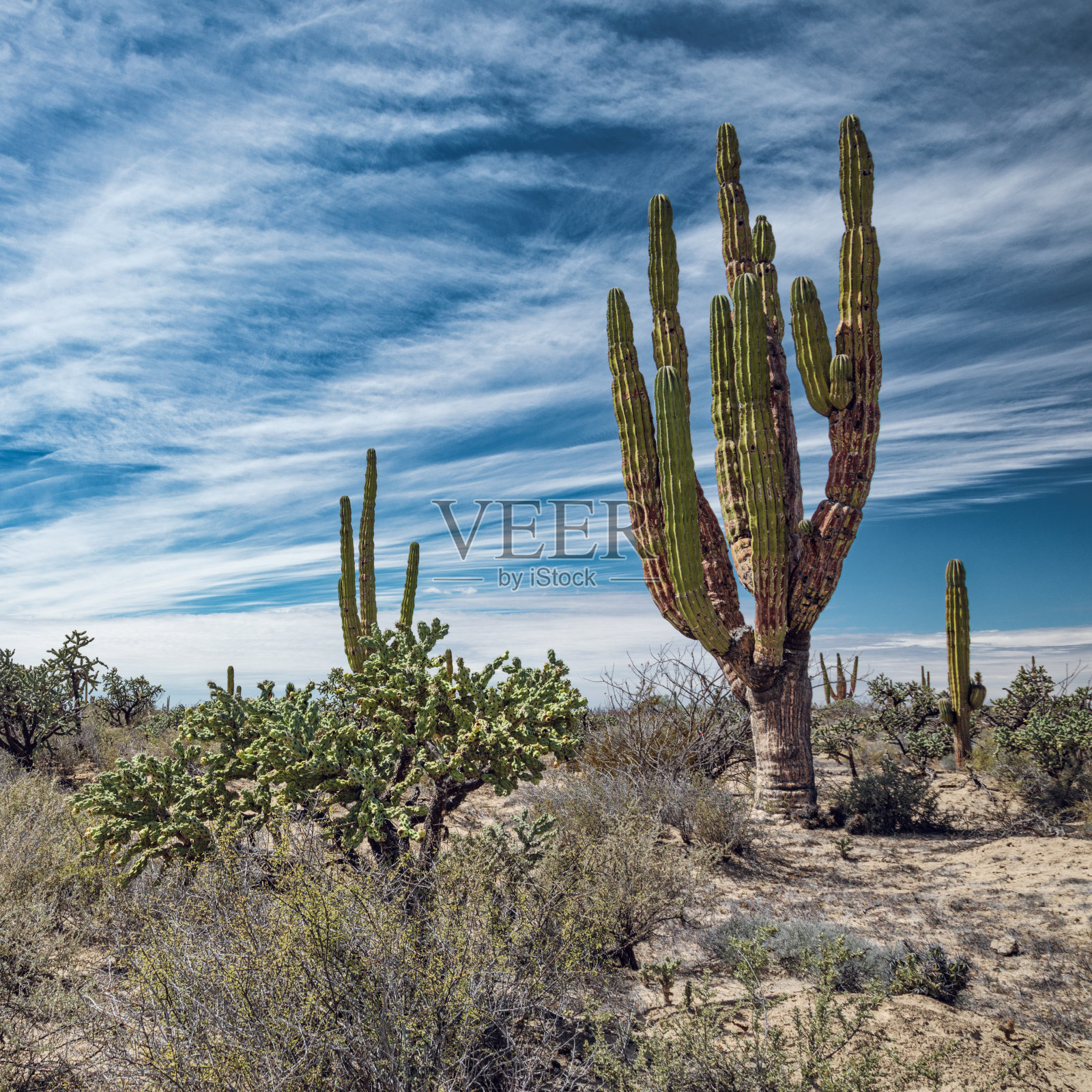 墨西哥沙漠，有巨大的仙人掌和多肉植物照片摄影图片