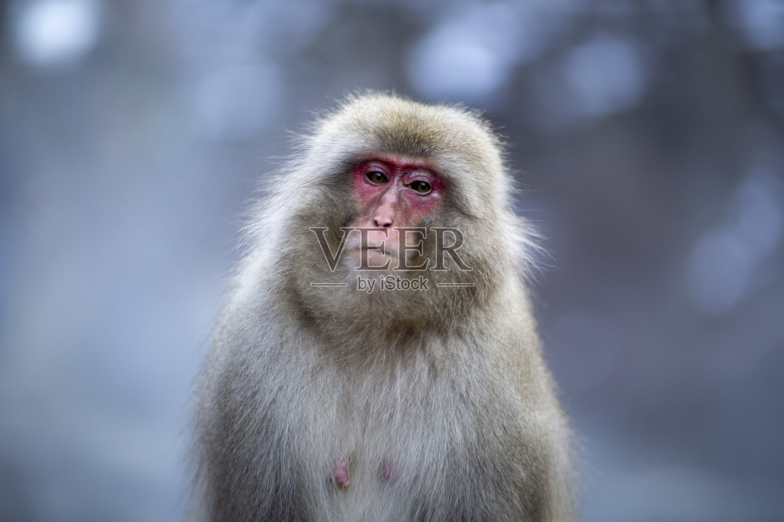 野生动物日本猴子照片摄影图片