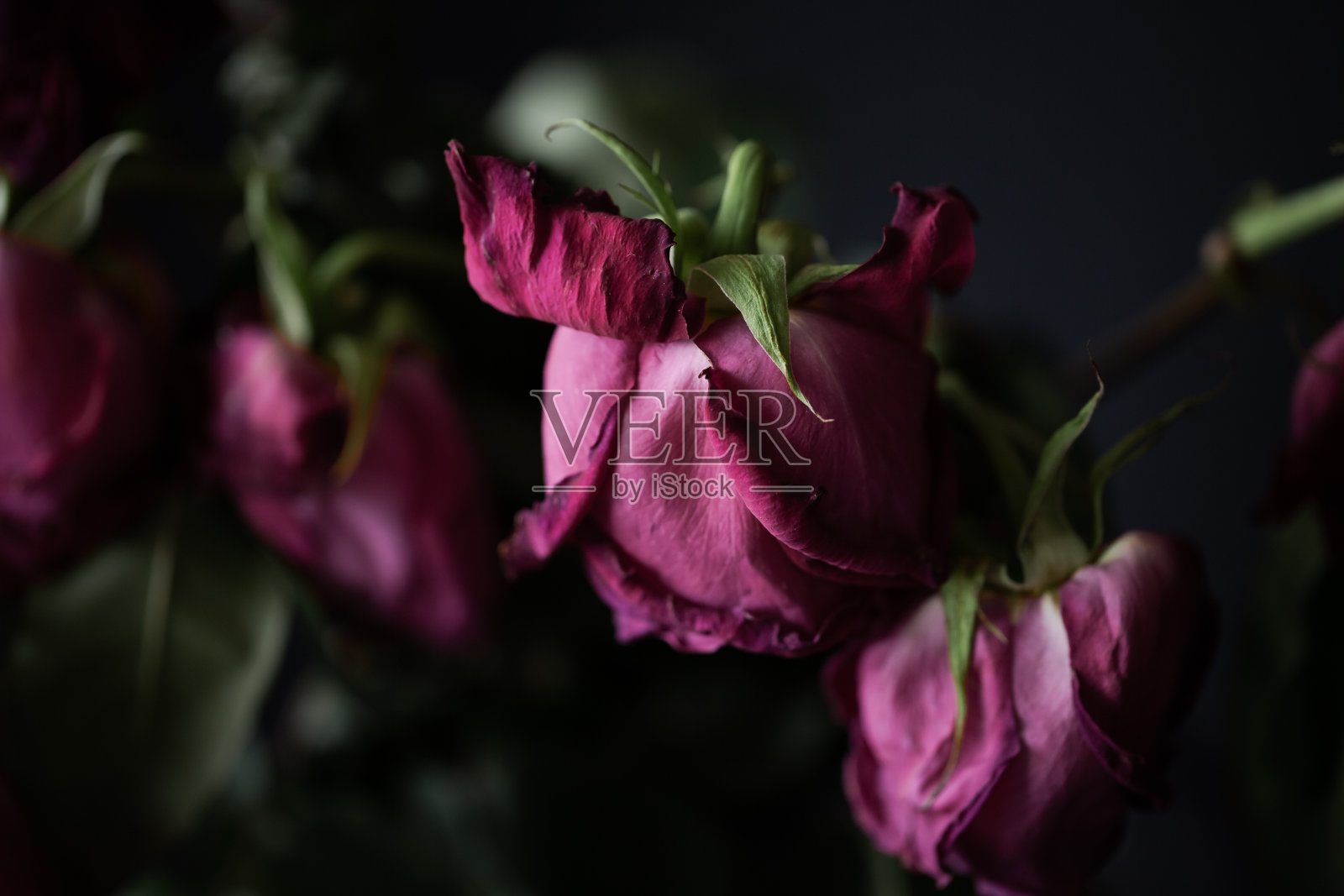 维珍乐氏基地直供大马士革大朵一朵一杯玫瑰干花初级农产品-阿里巴巴