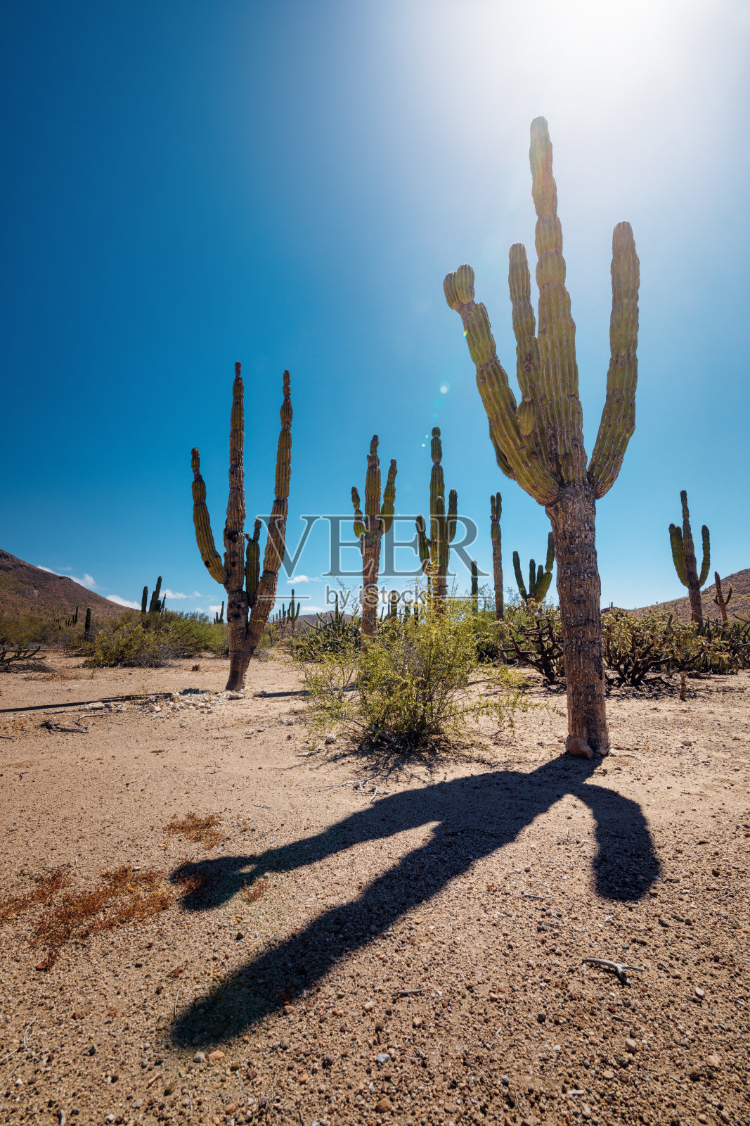 有仙人掌和多肉植物的墨西哥沙漠照片摄影图片