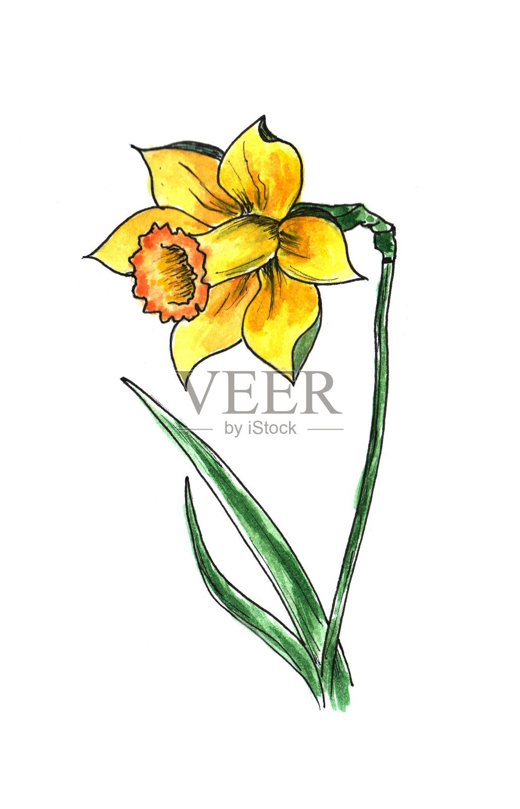黄水仙水彩。画水仙花，花元素与水彩斑点插画图片素材