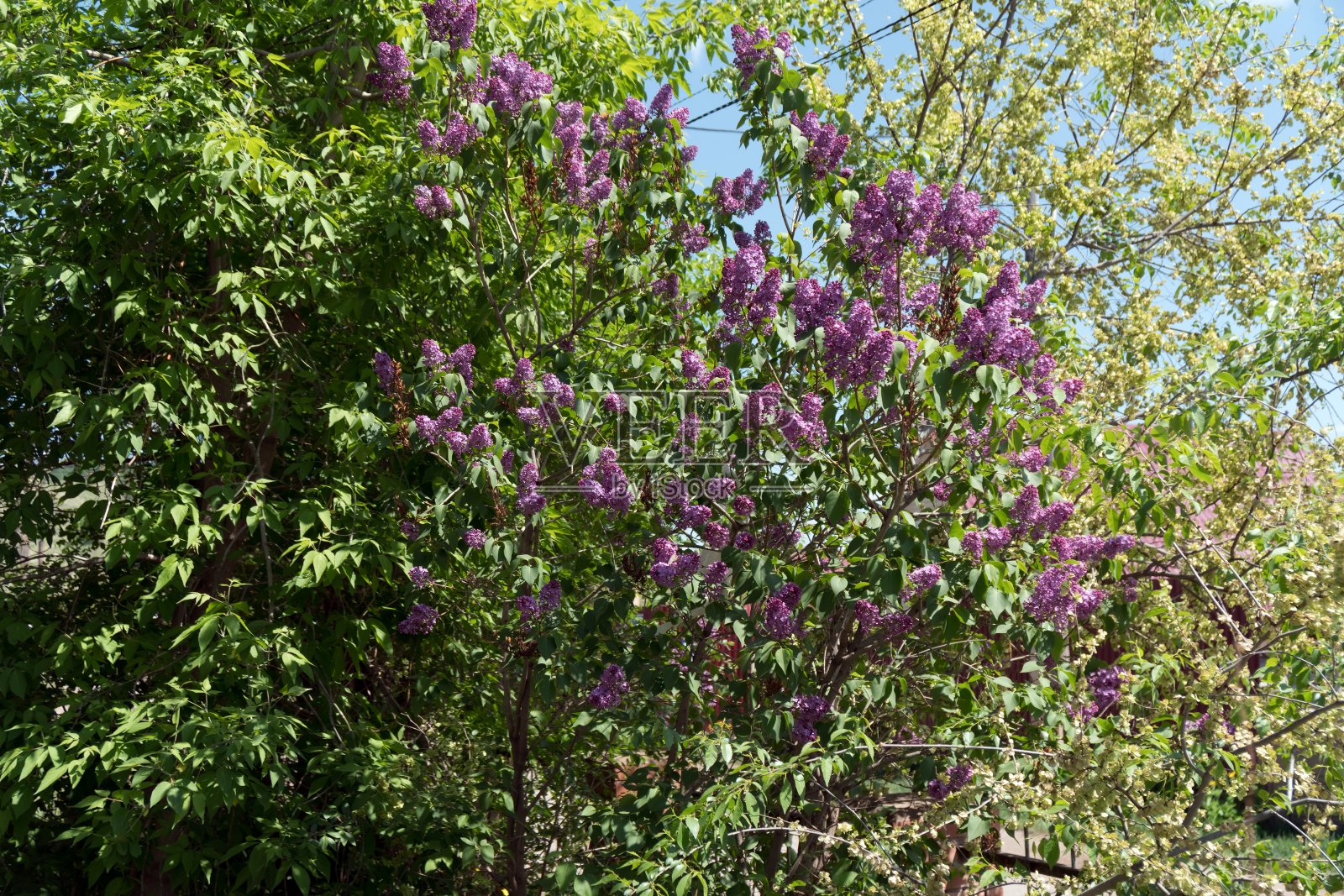 普通丁香花的大的开花灌木。Syrínga vulgáris)在前花园。照片摄影图片