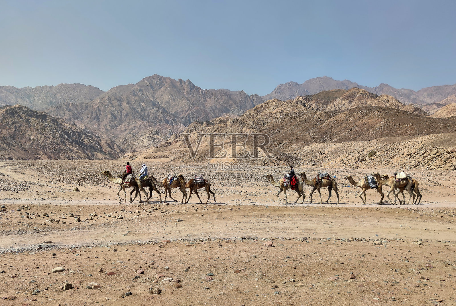 一支骆驼商队穿过西奈半岛的沙漠。照片摄影图片
