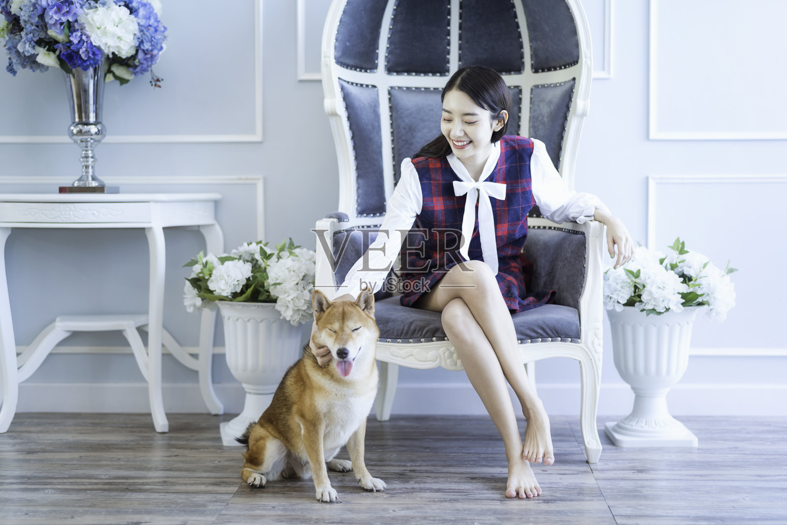 女孩坐在柴犬的头上。在韩国风格的豪华客厅的沙发上。柴犬是世界闻名的日本犬种。照片摄影图片