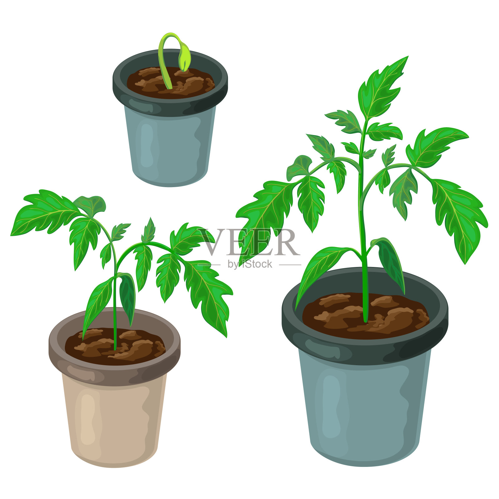 番茄植株在盆栽隔离。健康番茄幼苗盆栽。矢量现实插图的西红柿芽和生长过程在肥沃的土壤。绿芽。春季园艺或农业。插画图片素材