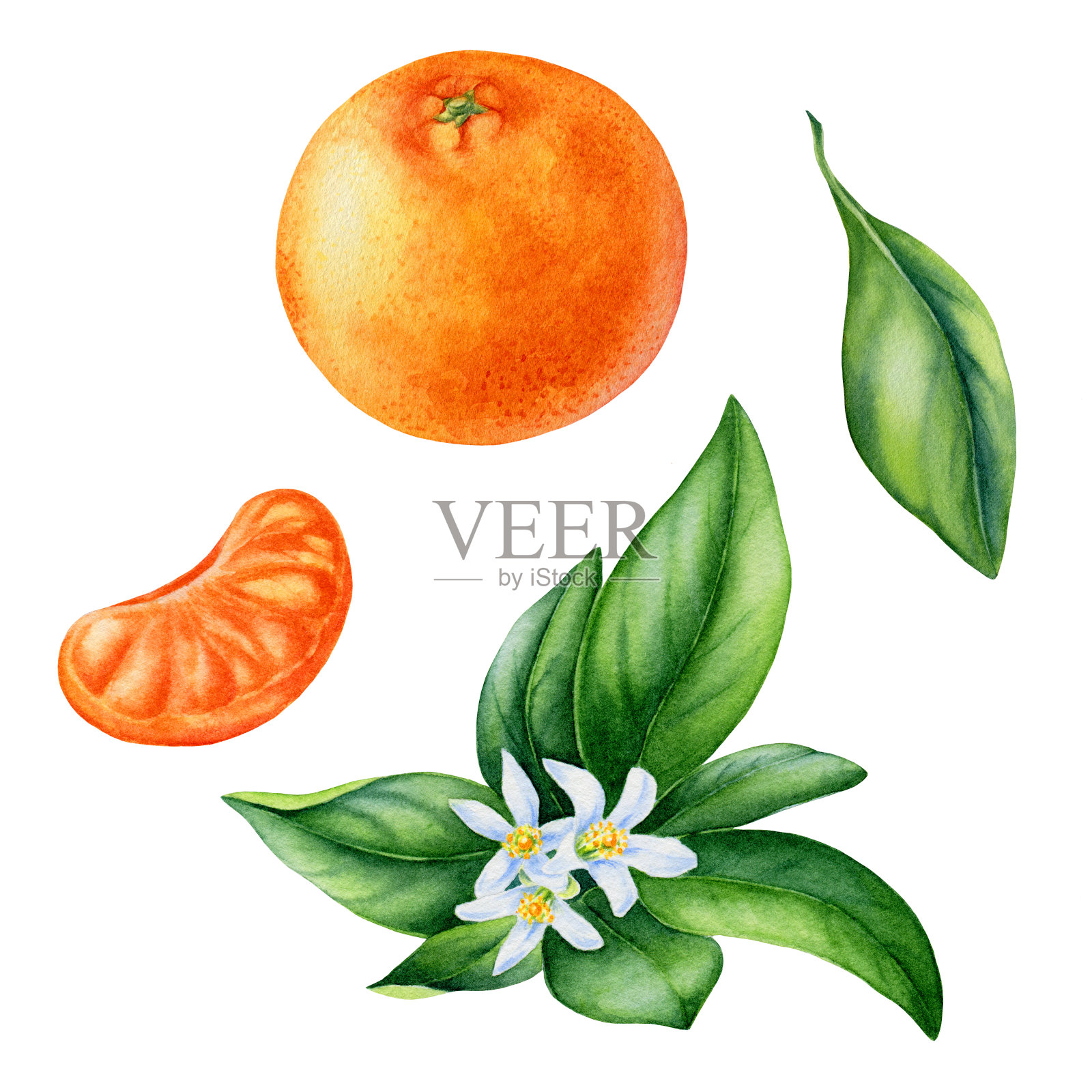 在白色背景上画橘子的水彩画插画图片素材