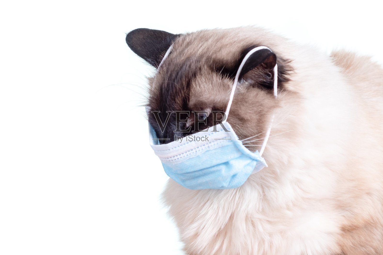 口罩冠状病毒19流感，猫。照片摄影图片