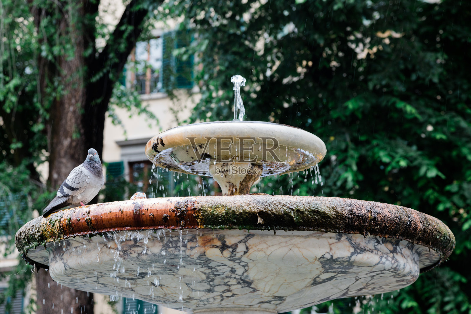 意大利佛罗伦萨城市喷泉上的鸽子照片摄影图片