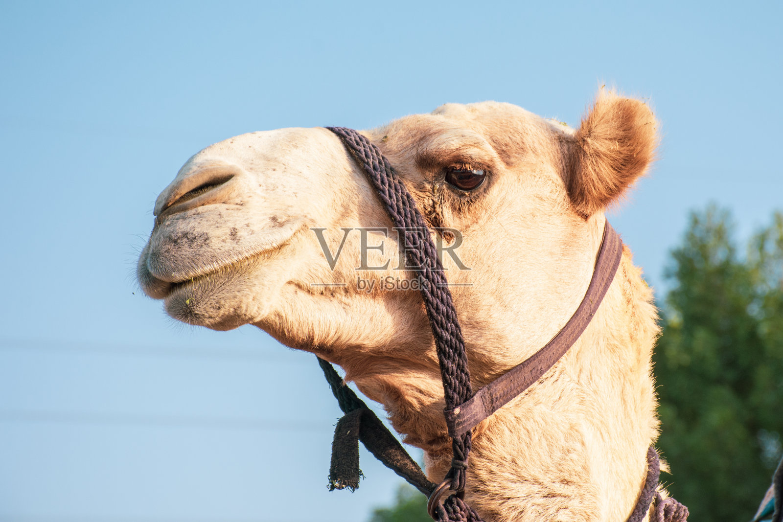 一个骄傲的沙漠单峰骆驼面部表情的特写，它的嘴和牙齿显示在中东的阿拉伯联合酋长国与看毛的细节。单峰骆驼(单峰骆驼照片摄影图片