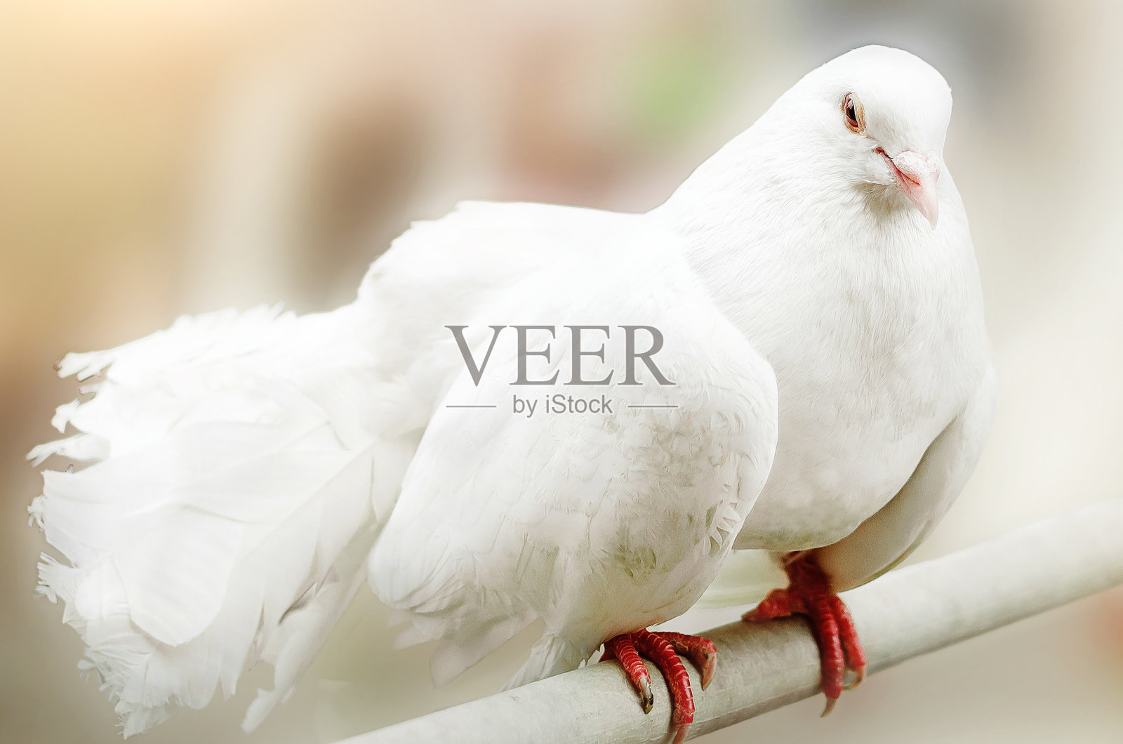 一只美丽的白鸽坐在一名男子的手臂上。彩色照片。照片摄影图片