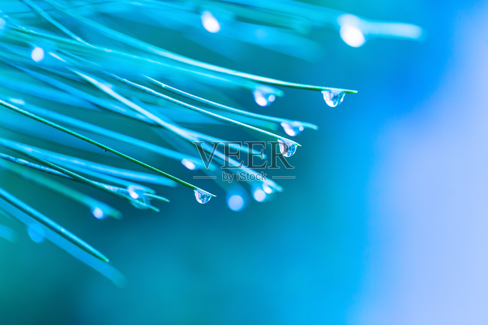 蓝色云杉与水滴，微距，近距离，背景照片摄影图片