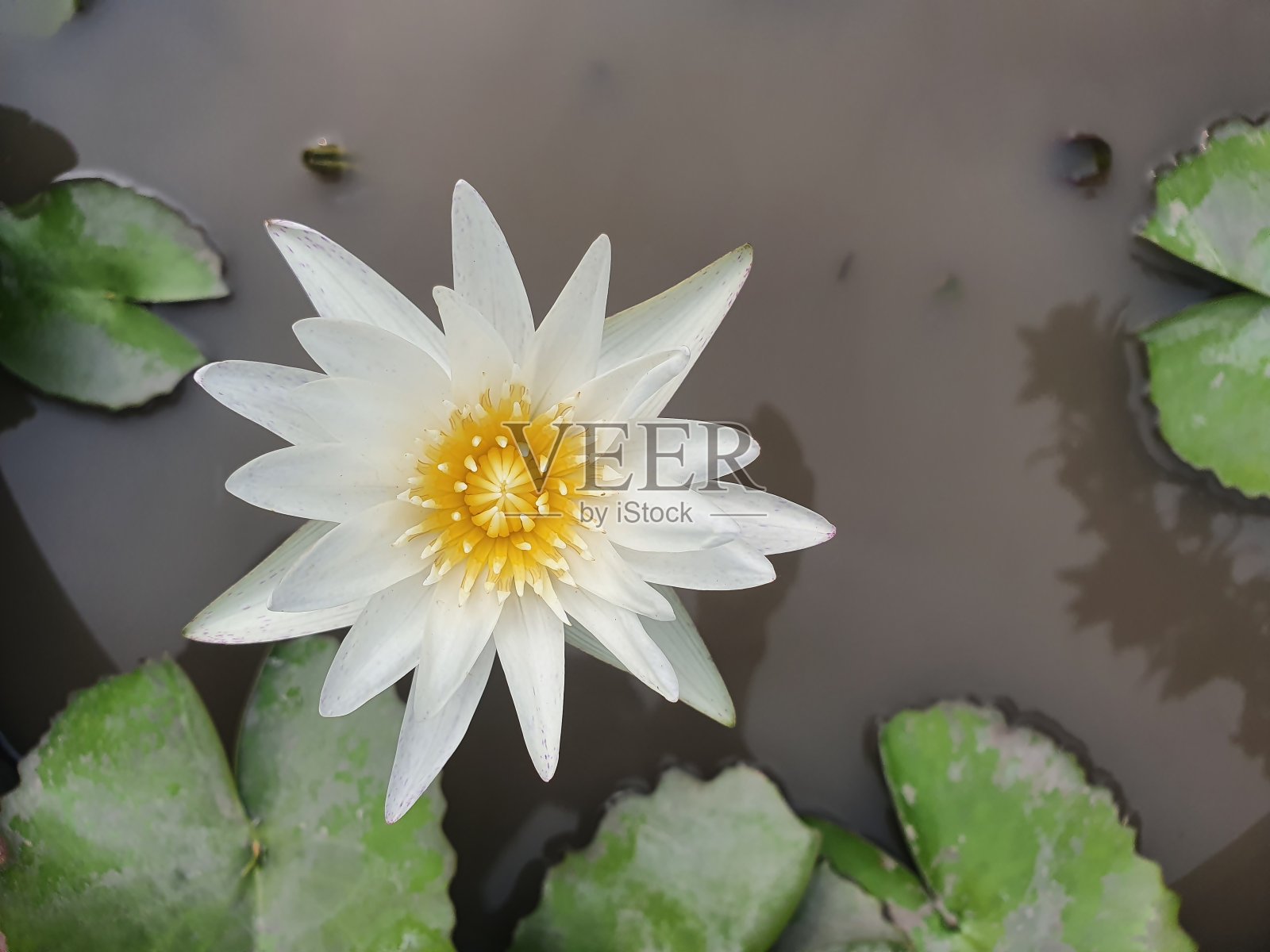 俯视图白莲花在池塘照片摄影图片