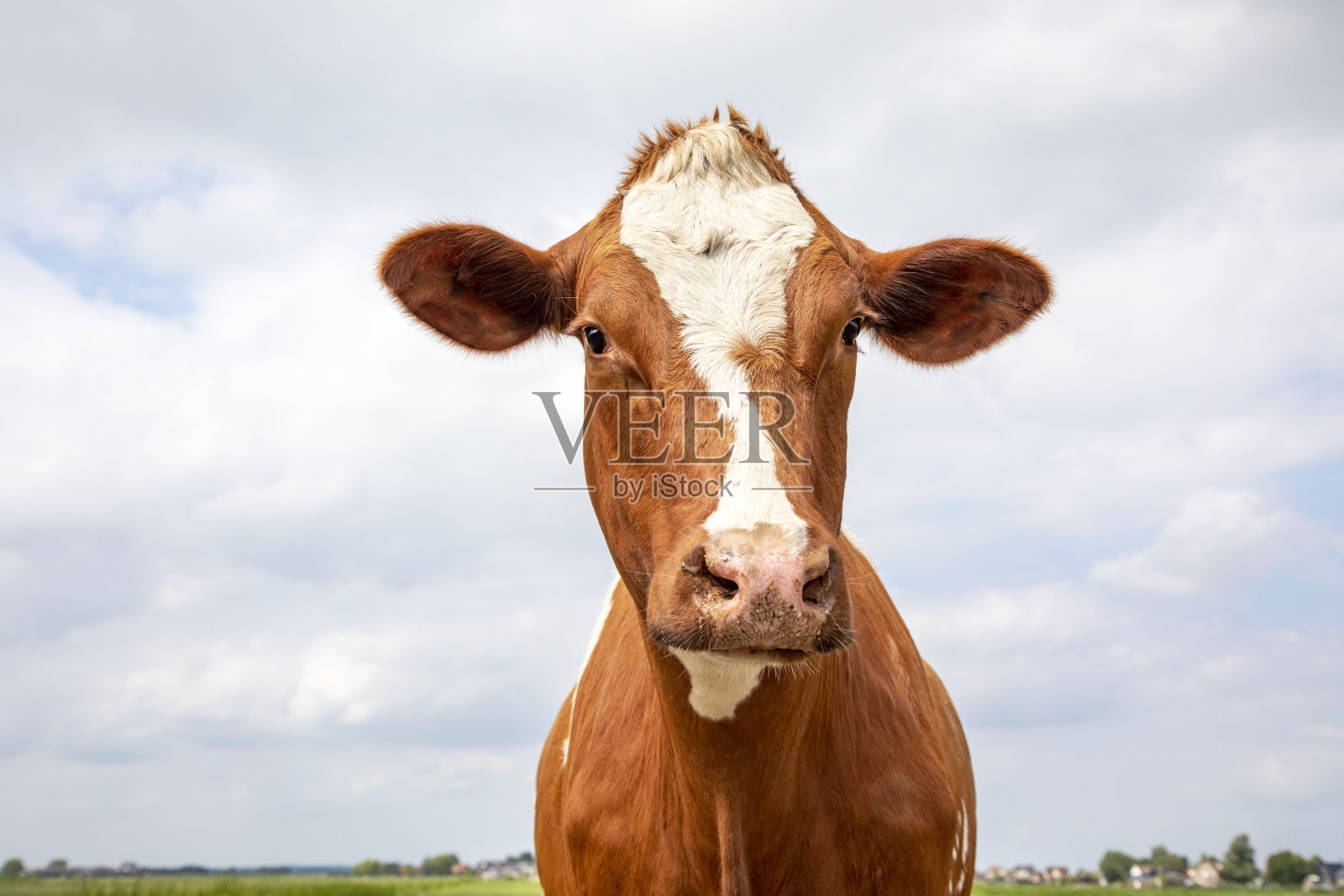 一个红色奶牛的头的特写，看起来活泼和大粉红色的鼻子，蓝色多云的天空照片摄影图片
