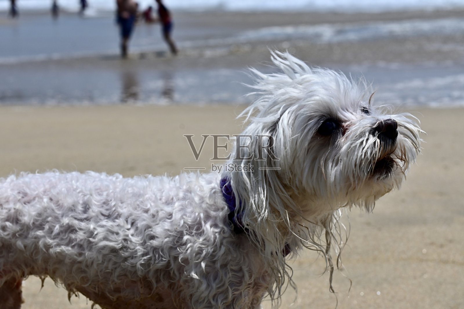 墨西哥阿卡普尔科海滩上的狗照片摄影图片