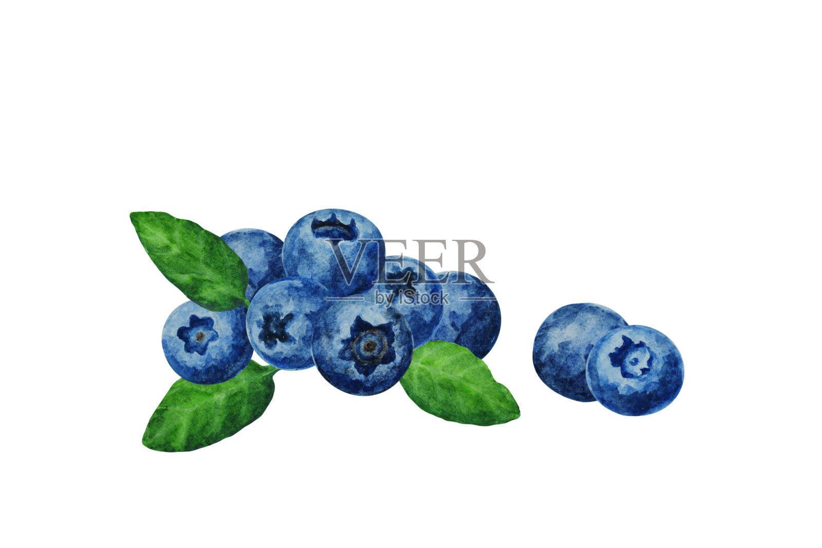 一组成熟的蓝莓叶子，手绘水彩。插画图片素材