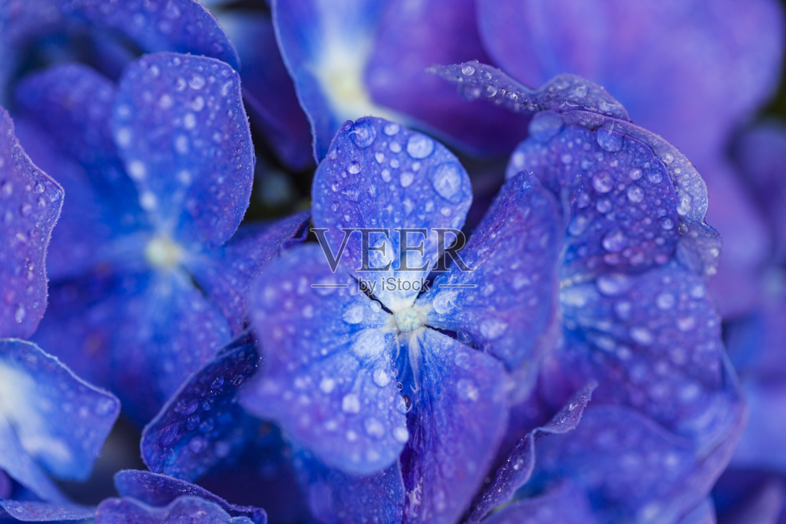 特写的蓝色绣球花与水滴照片摄影图片
