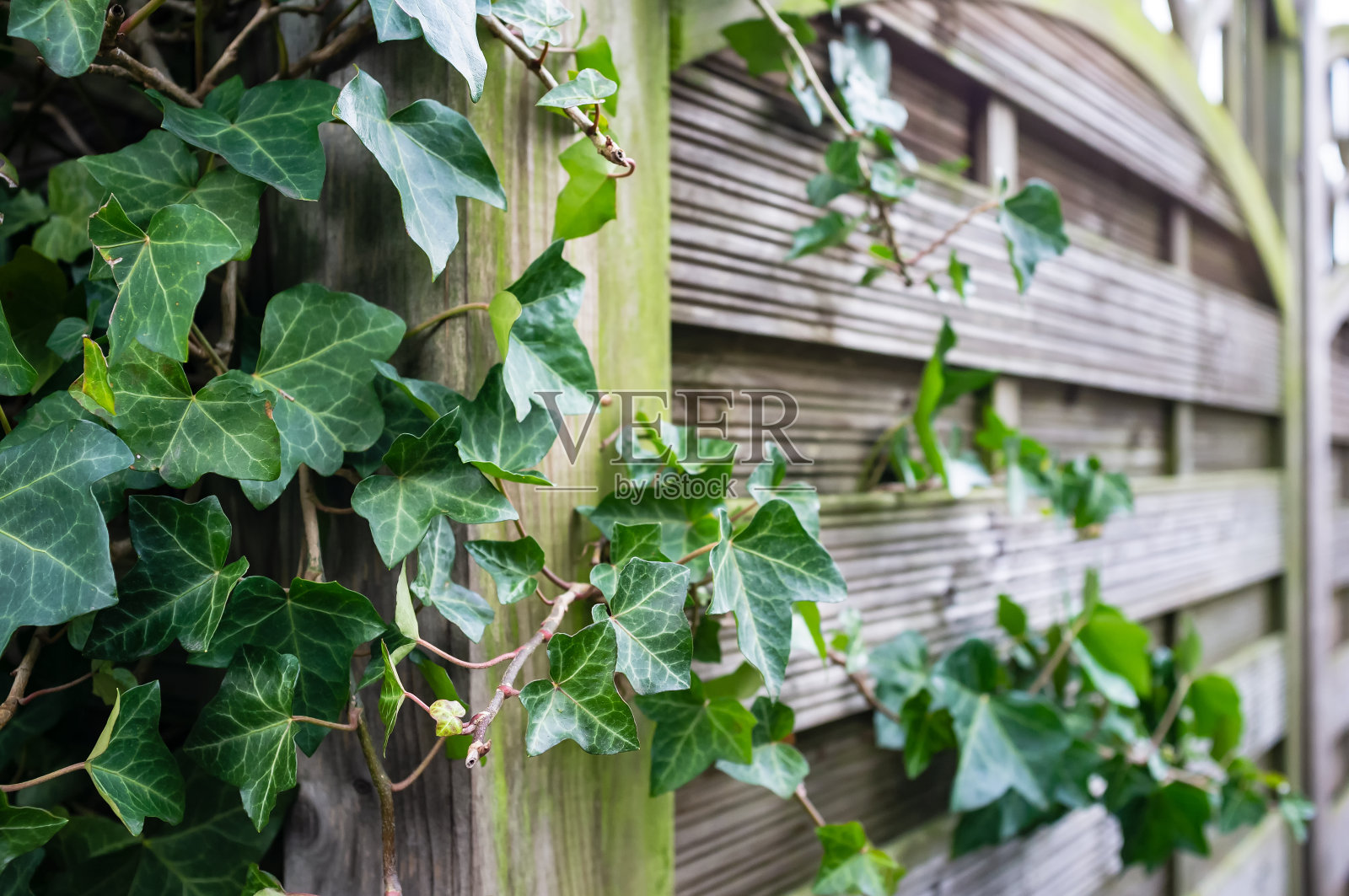 常青藤的一种常绿灌木(Hedera螺旋形)卷曲在篱笆上。照片摄影图片