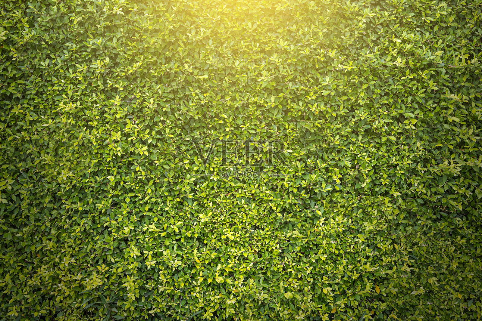 绿树墙纹理的背景设计，阳光，和自由空间的艺术作品。照片摄影图片