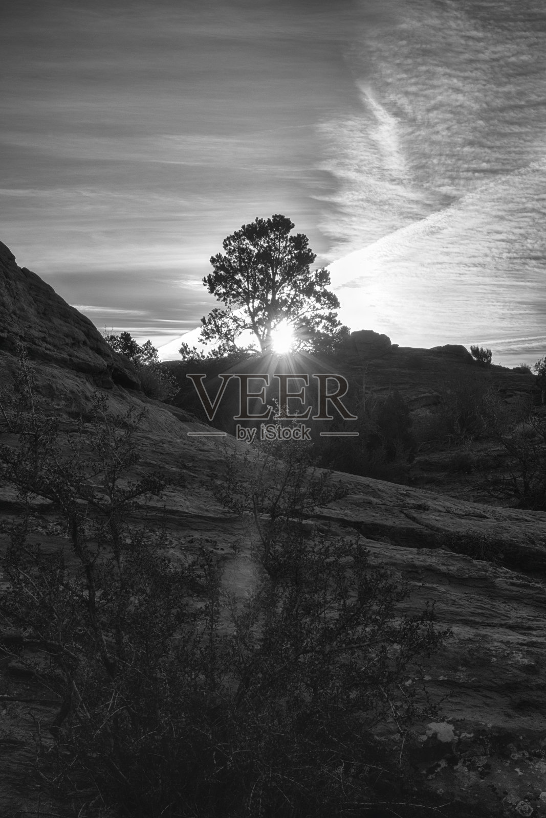 黑色和白色的垂直图像日出通过一棵树在西南照片摄影图片
