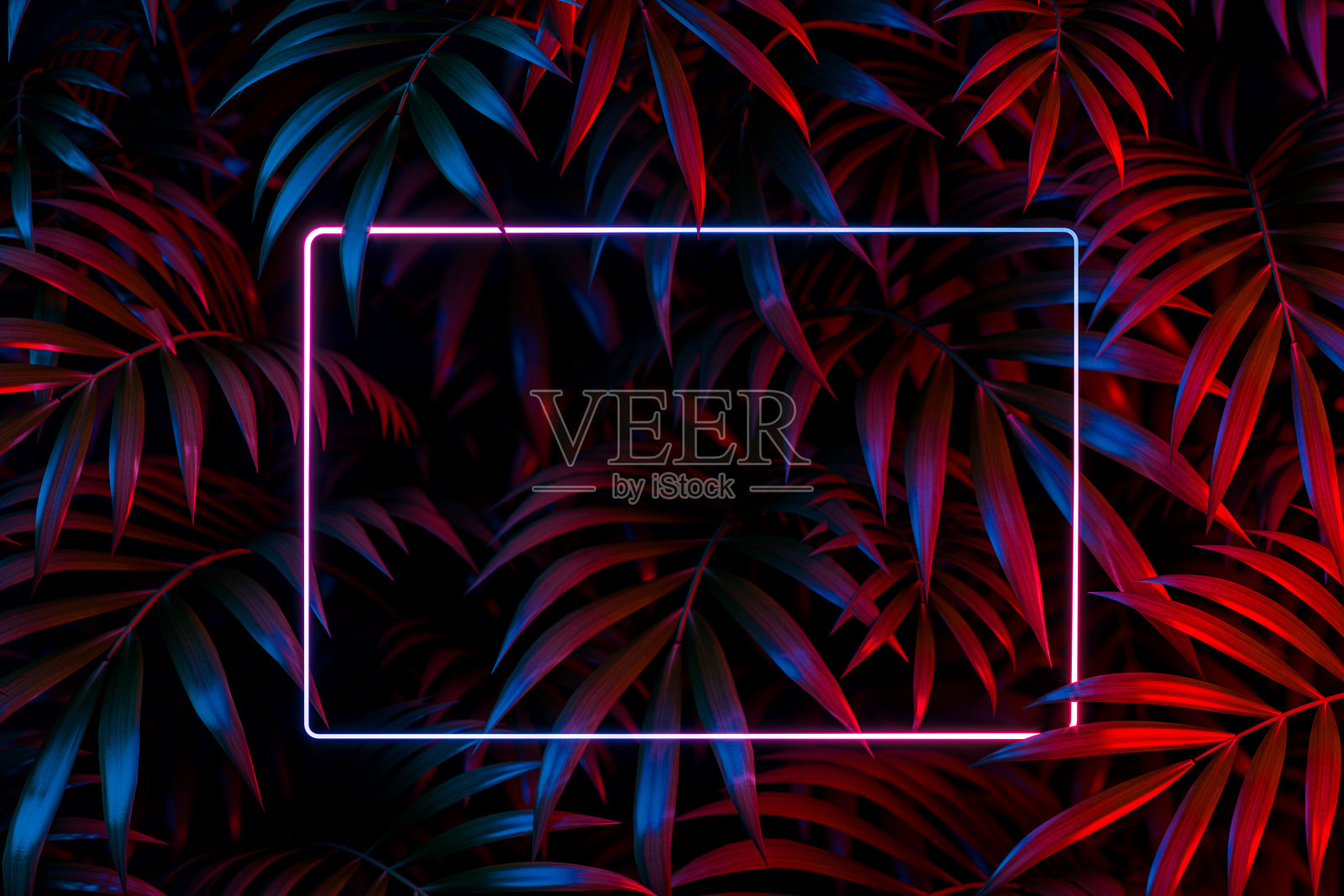 水平霓虹框架热带树叶的背景。3D渲染。空的空间。本空间照片摄影图片