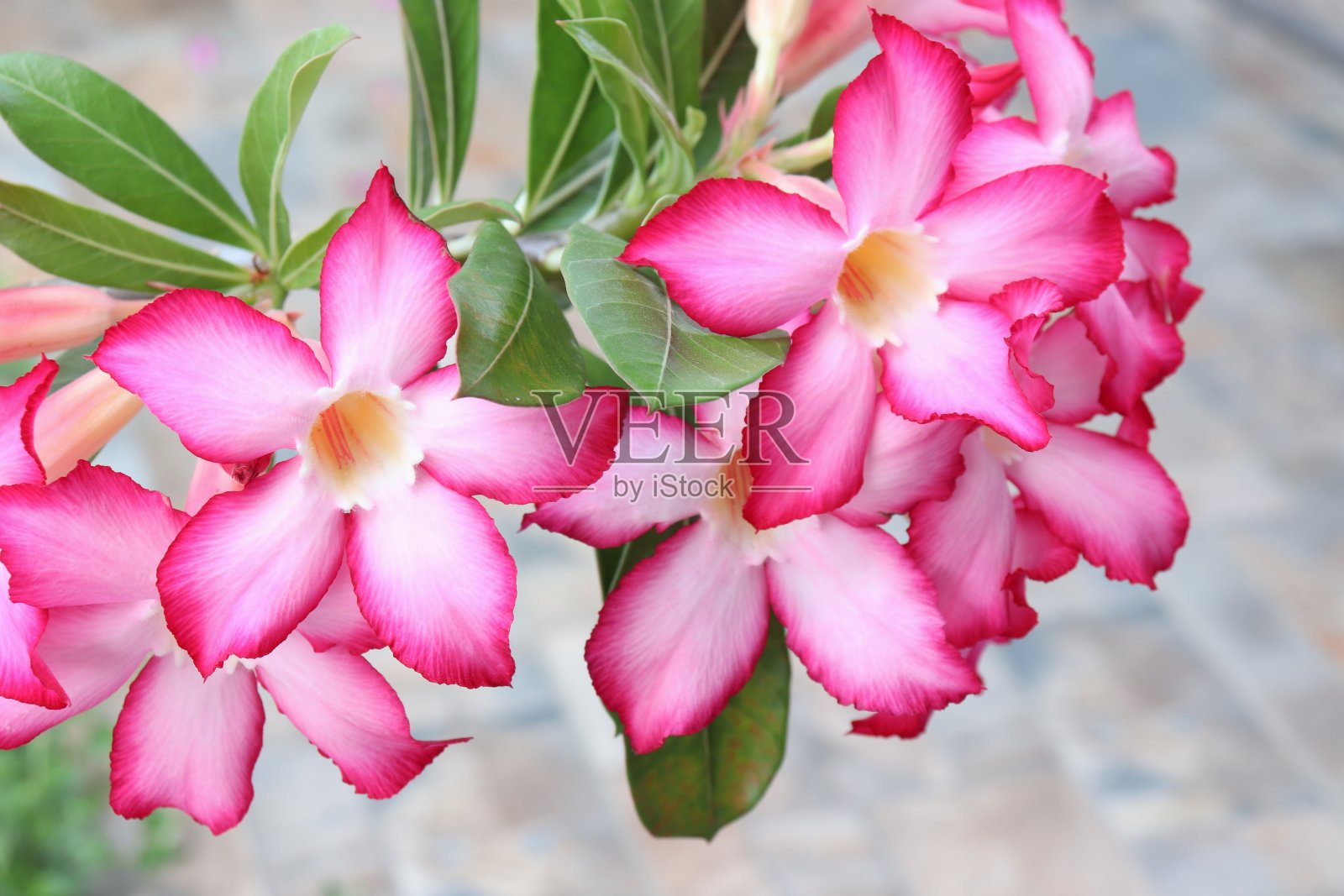 美丽的粉红色杜鹃花或沙漠玫瑰照片摄影图片