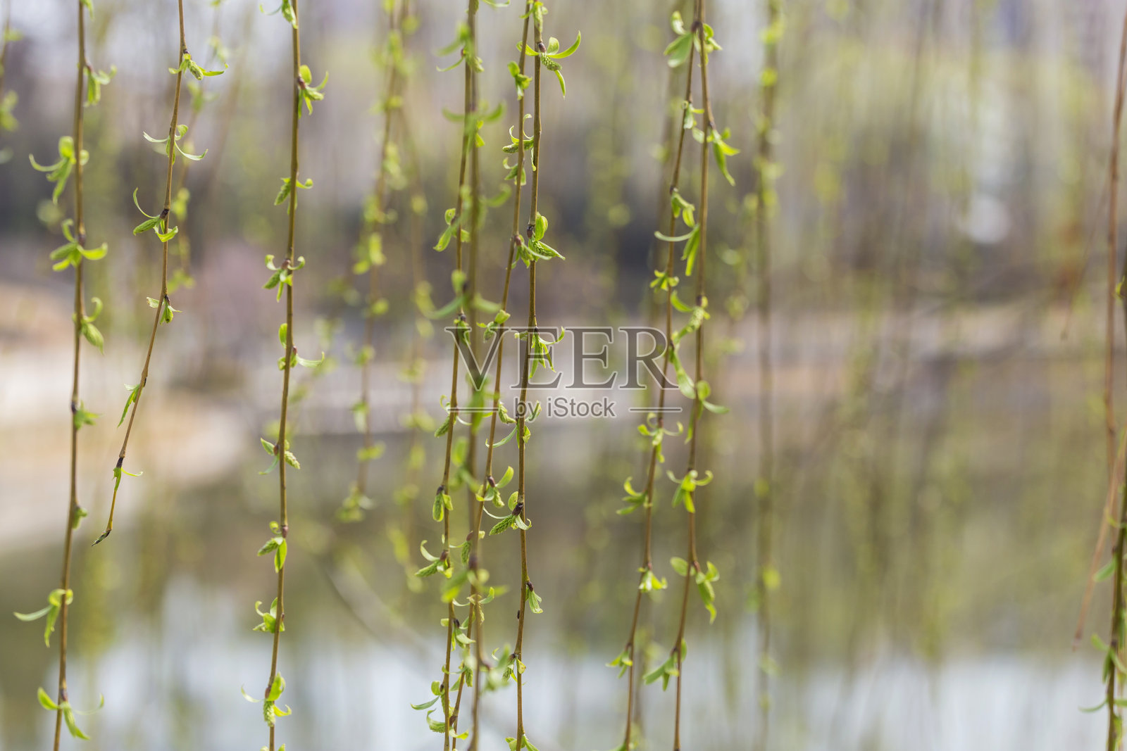 春天柳树长出新芽照片摄影图片