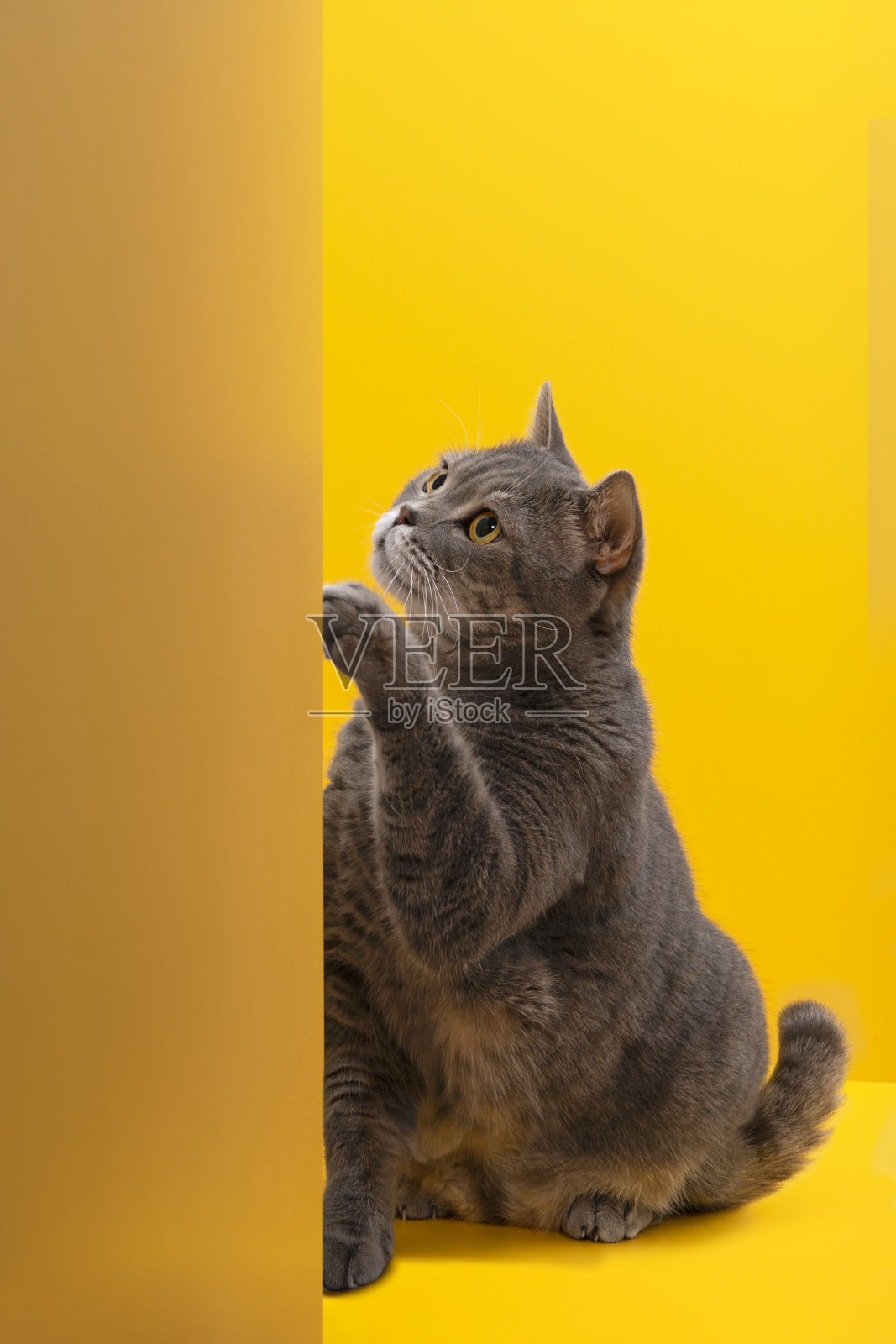 肥胖的灰色英国sorthair猫。黄色和橙色的背景色照片摄影图片