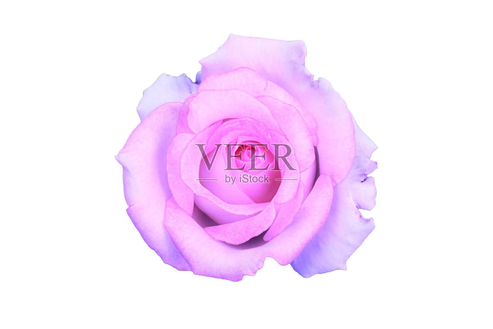 白色背景上的紫玫瑰。照片摄影图片