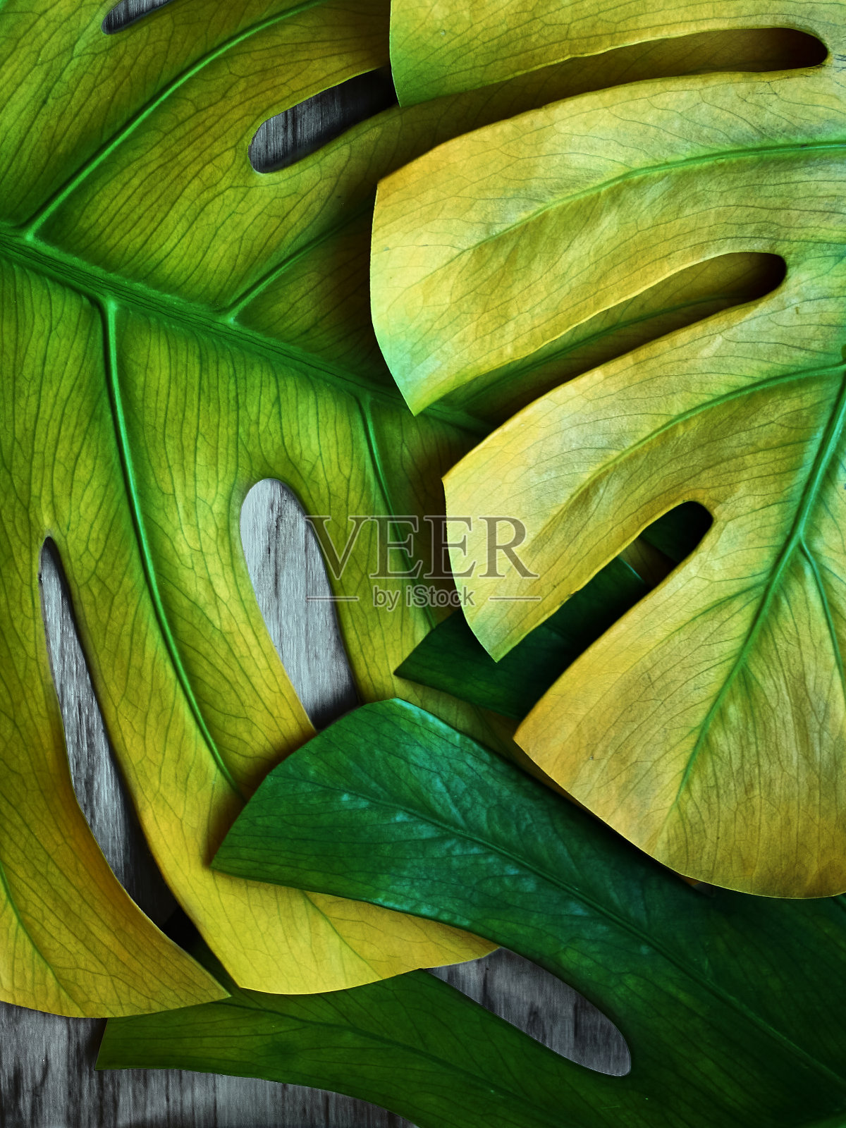 黄色蓬莱蕉树叶。照片摄影图片