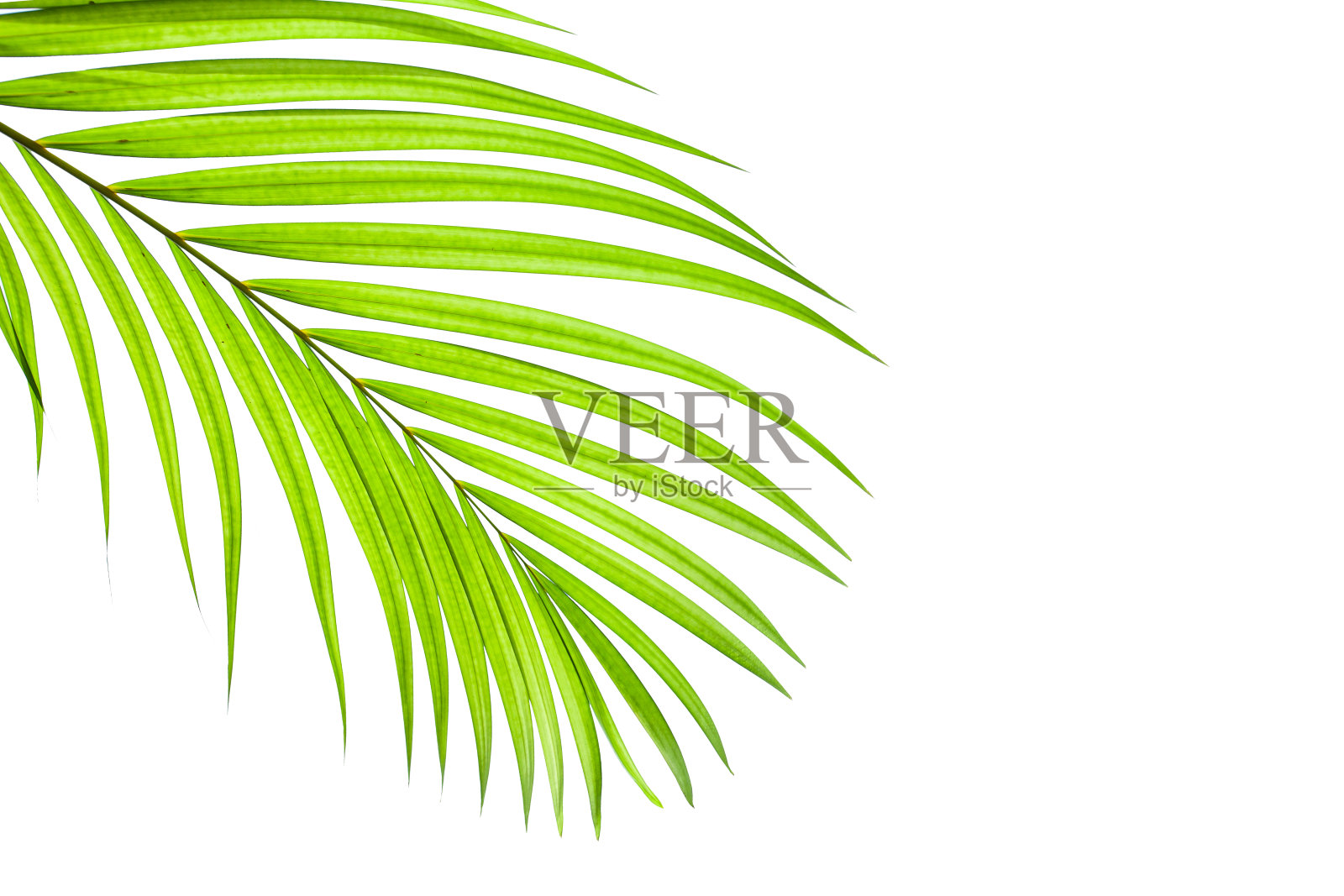 在白色背景上孤立的热带椰子棕榈叶照片摄影图片