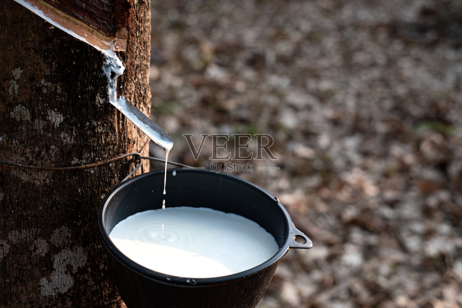 新鲜的乳汁从橡胶树流入一个塑料碗照片摄影图片