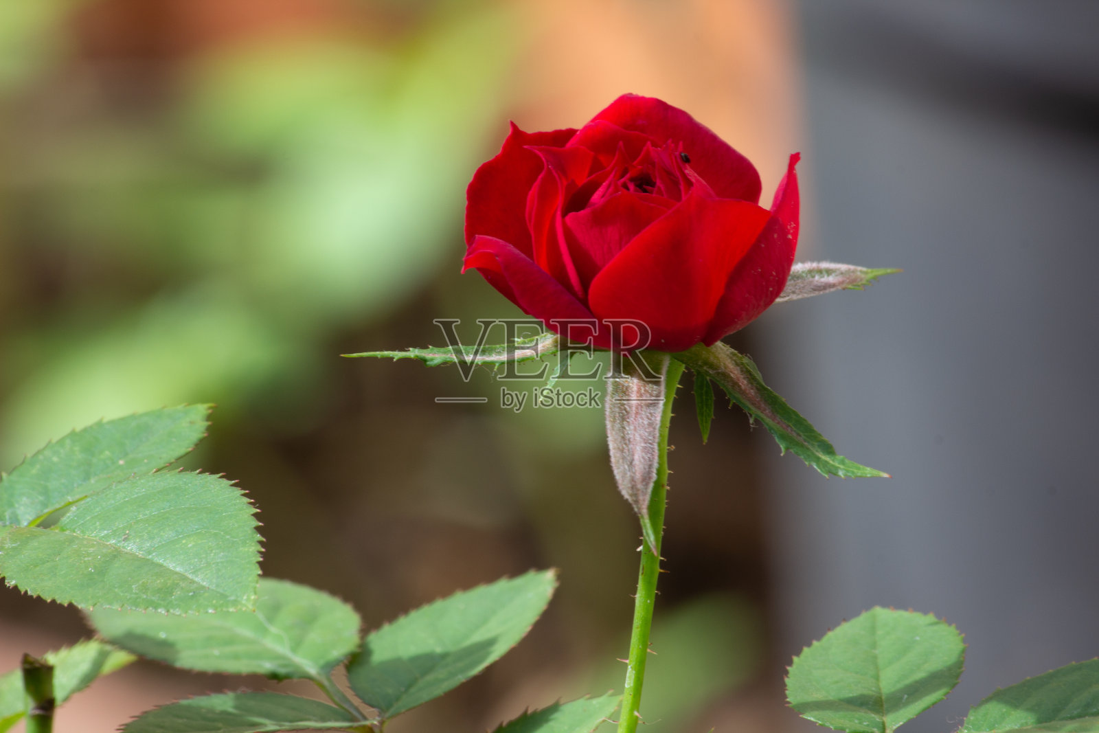 迷你红玫瑰在花园里照片摄影图片
