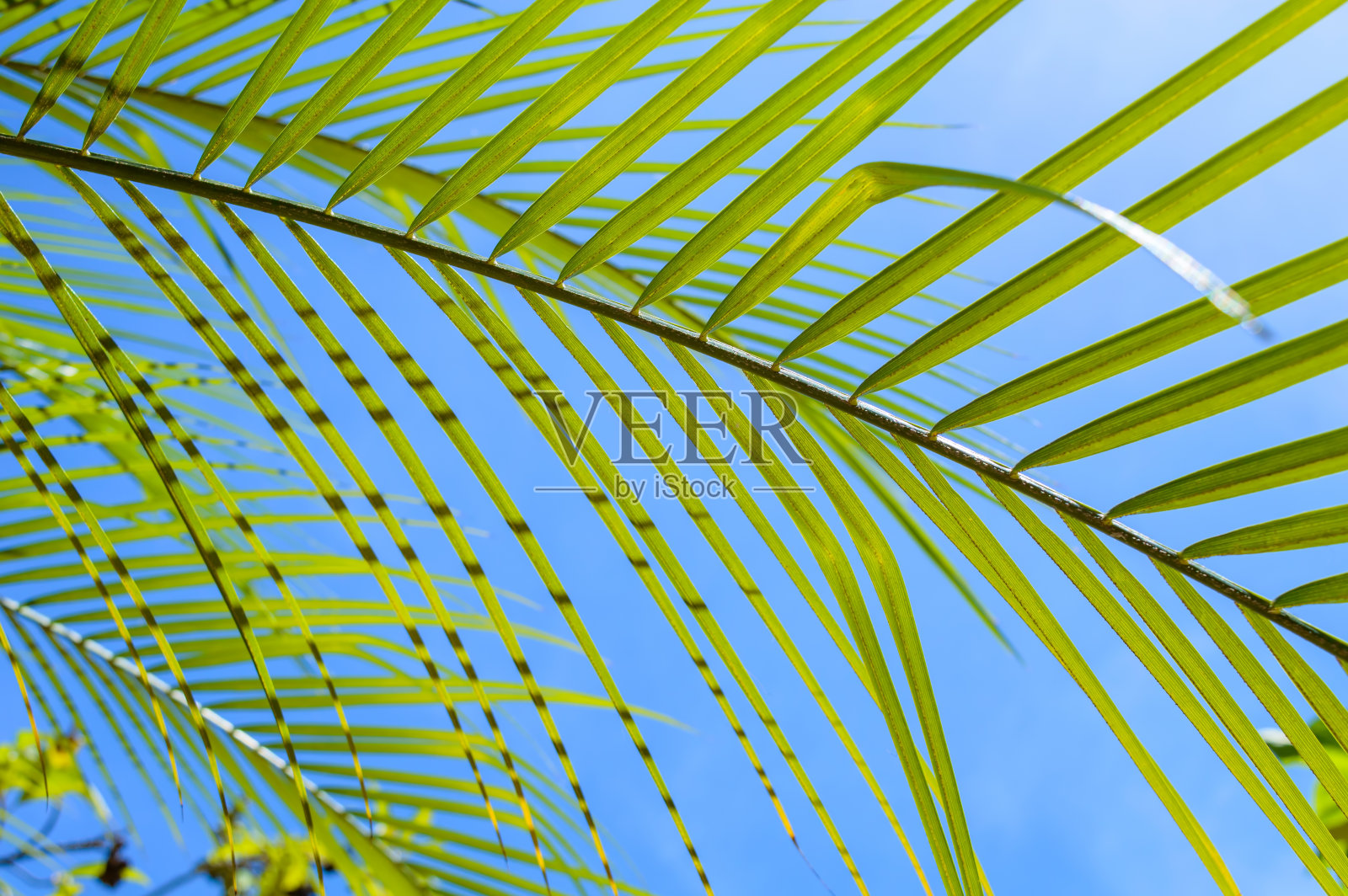 在一个漫长的夏日的中午，鲜艳的绿色棕榈叶在湛蓝的天空中，强烈的阳光把饱和的颜色纹理和一些阴影放在叶子的某些部分照片摄影图片