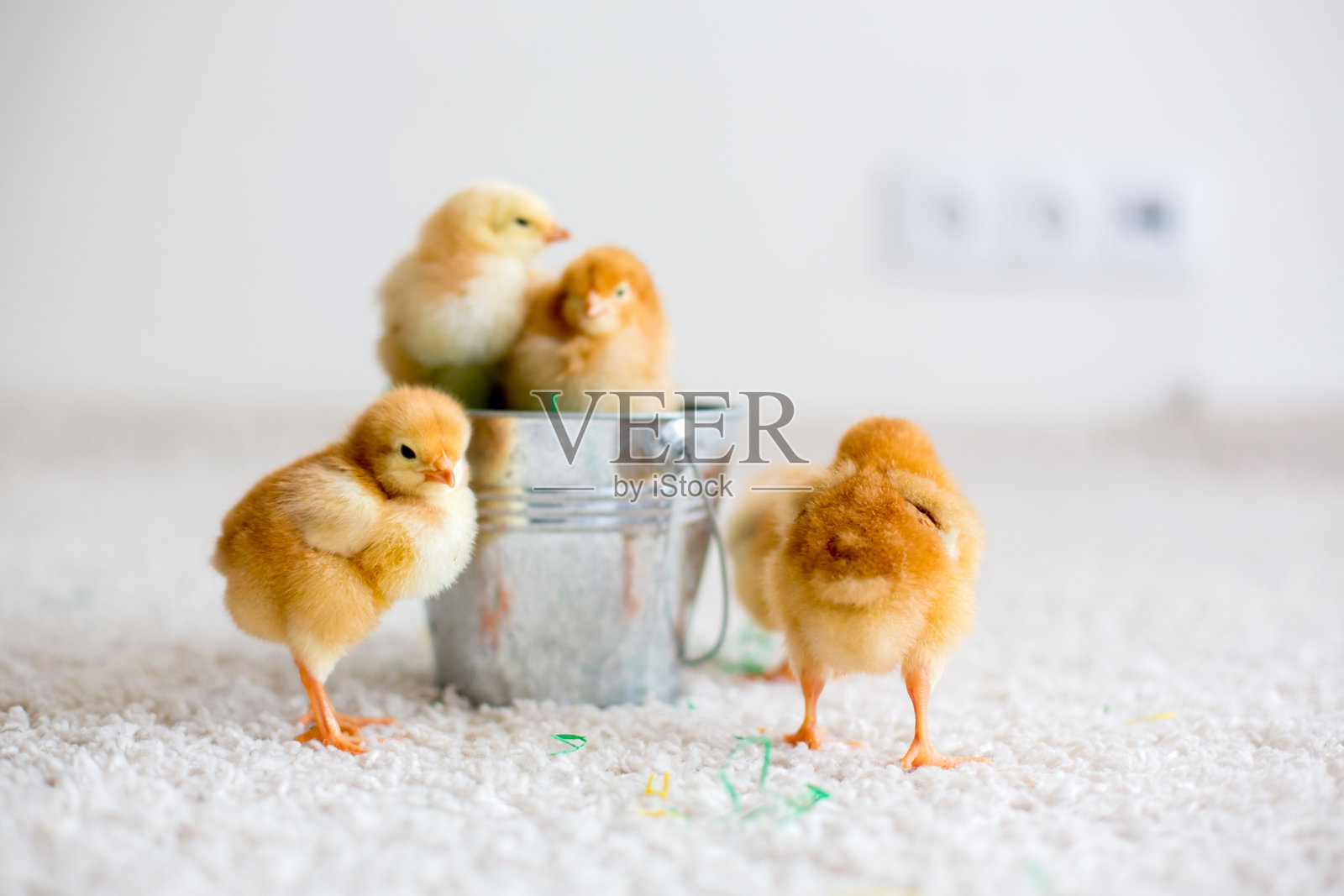 桶里可爱的新生小鸡和复活节彩蛋照片摄影图片