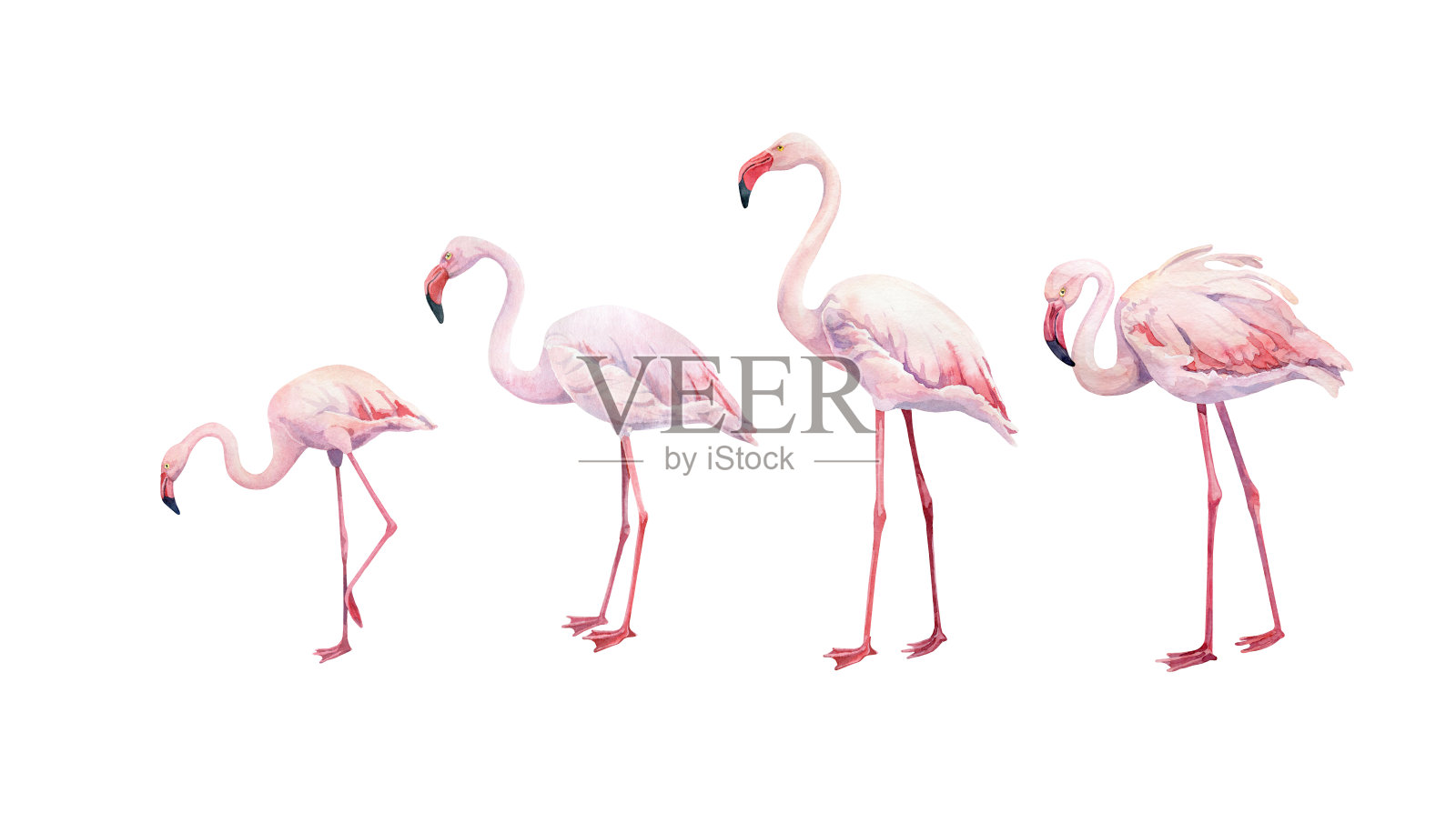 一套水彩粉红色火烈鸟在白色的背景插画图片素材