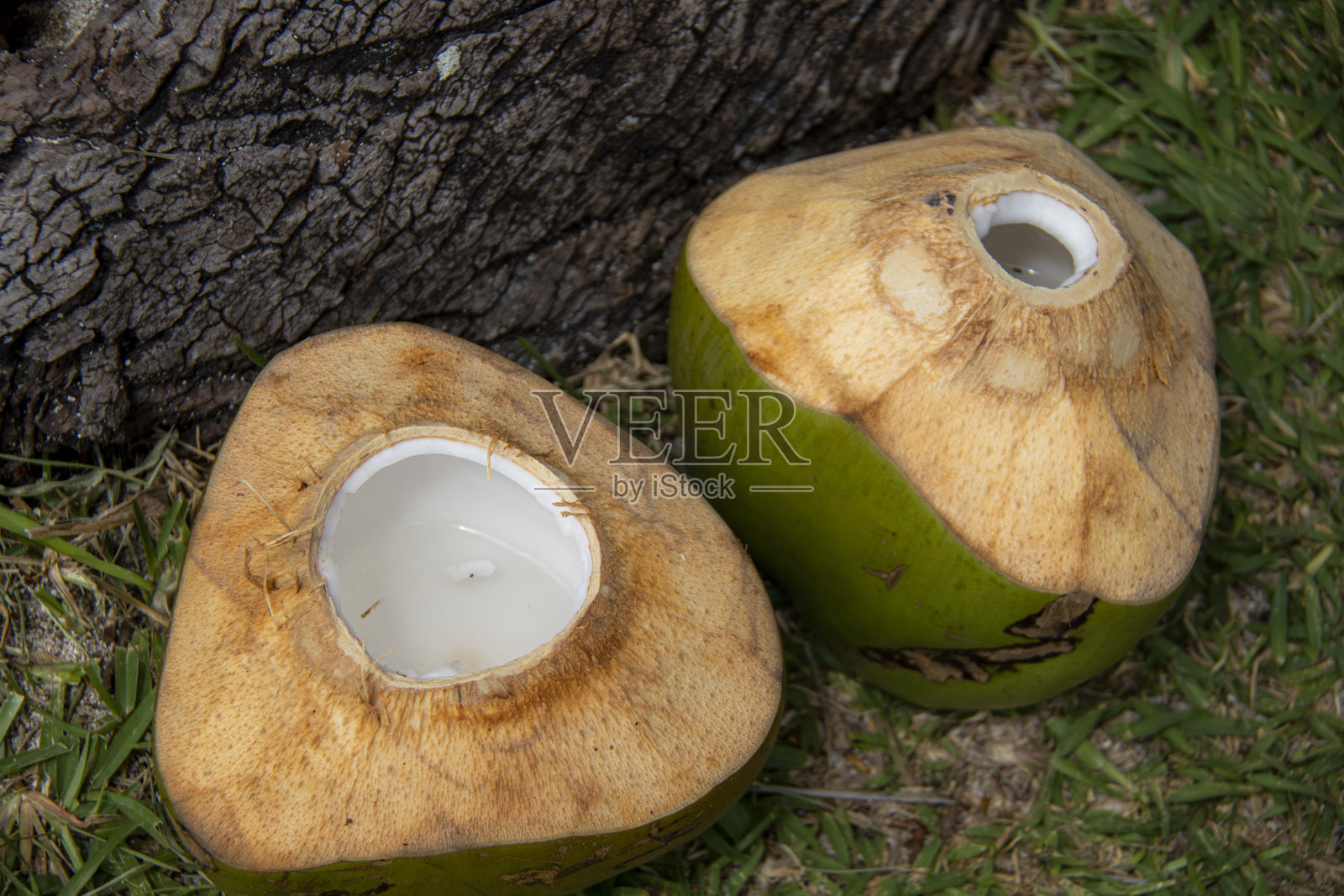 收获，绿色新鲜椰子，太平洋岛屿照片摄影图片
