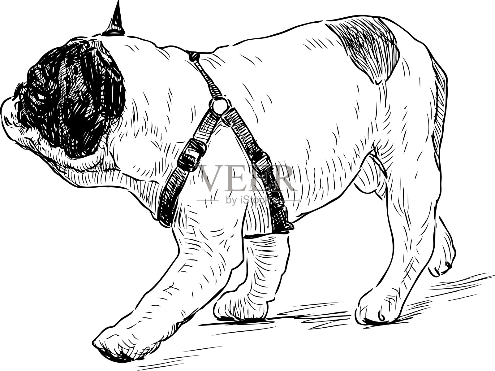 法国斗牛犬在散步的素描插画图片素材