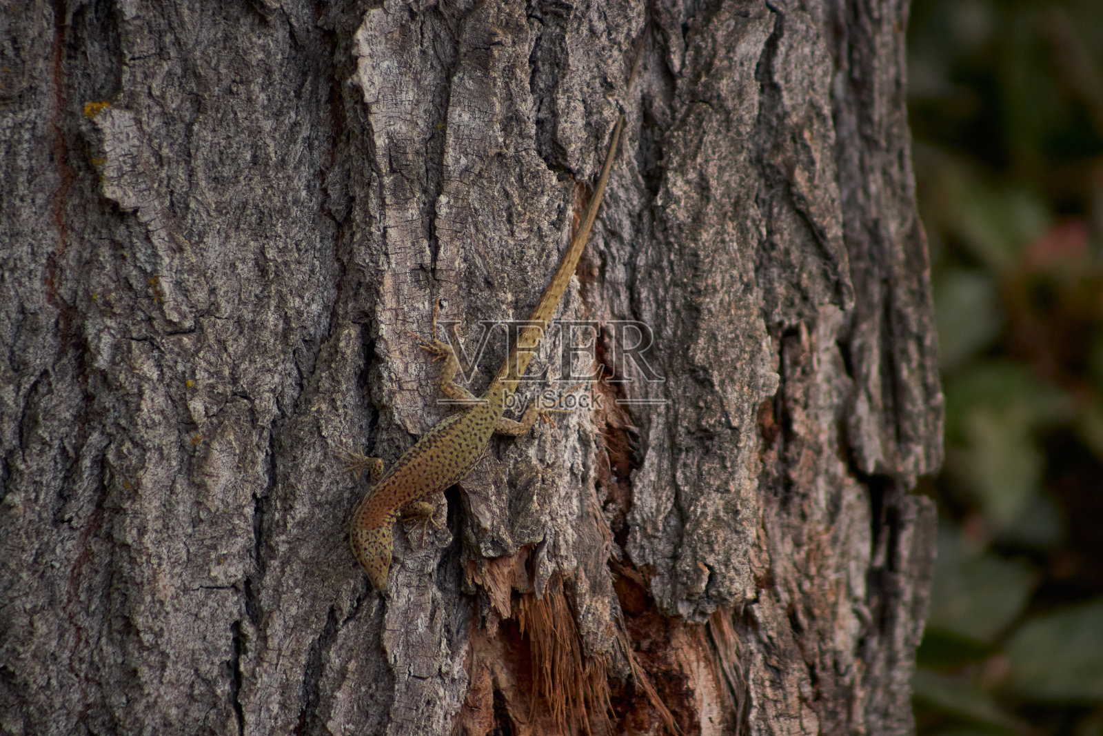 树上的蜥蜴照片摄影图片