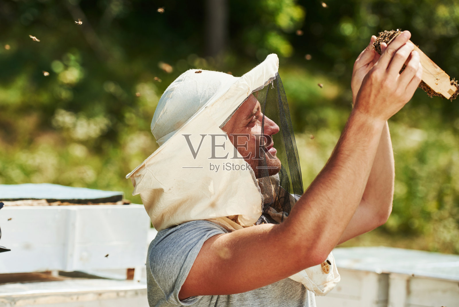看着蜂蜜。养蜂人在阳光灿烂的日子里在户外用装满蜜蜂的蜂巢工作照片摄影图片
