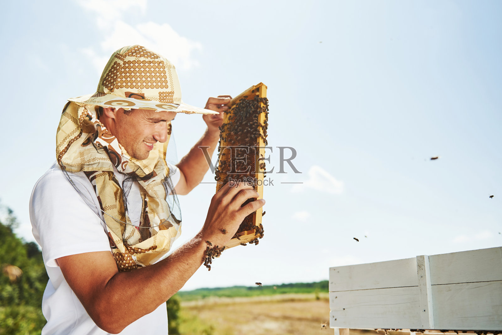 可爱的工作。养蜂人在阳光灿烂的日子里在户外用装满蜜蜂的蜂巢工作照片摄影图片