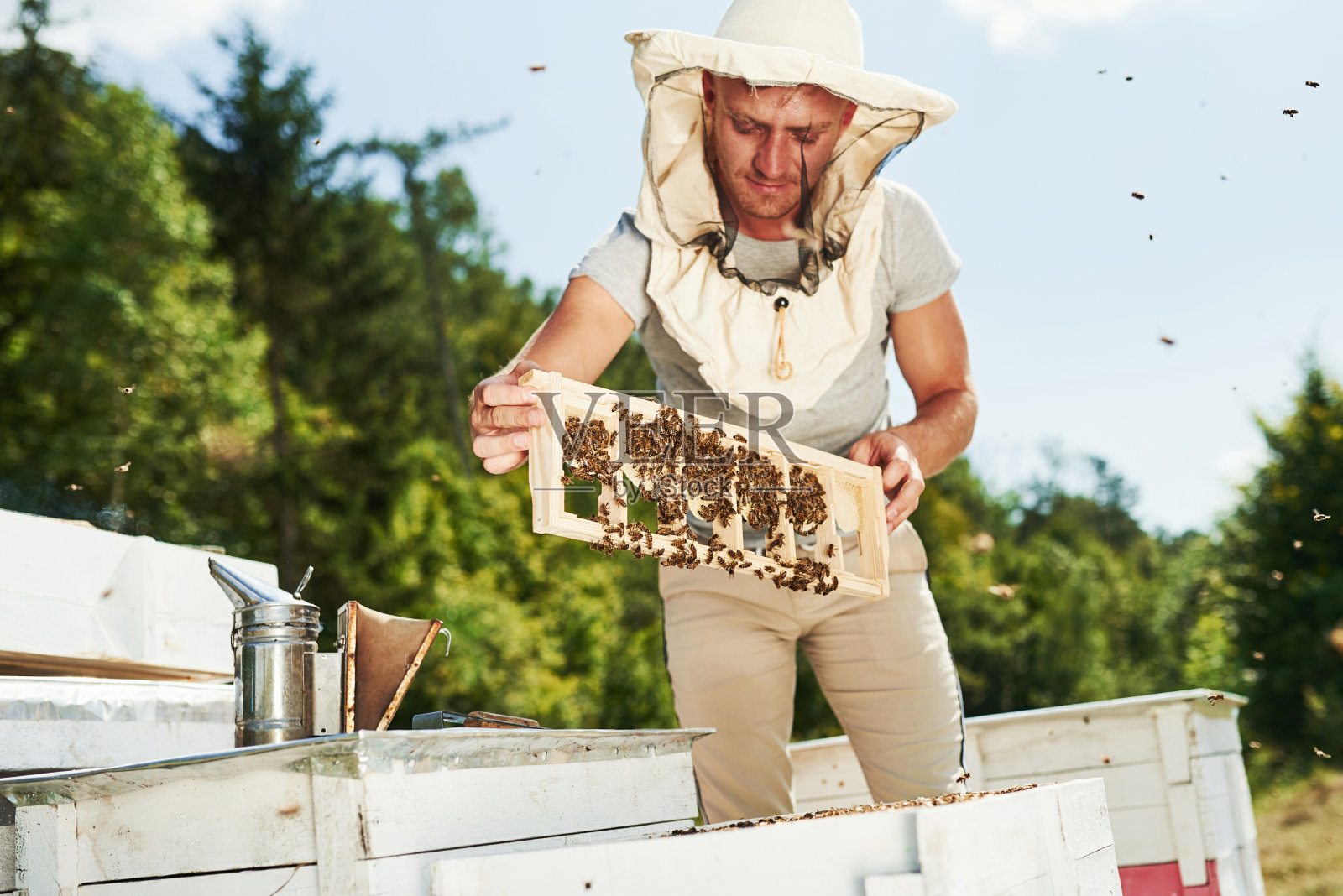 集中在工作上。养蜂人在阳光灿烂的日子里在户外用装满蜜蜂的蜂巢工作照片摄影图片