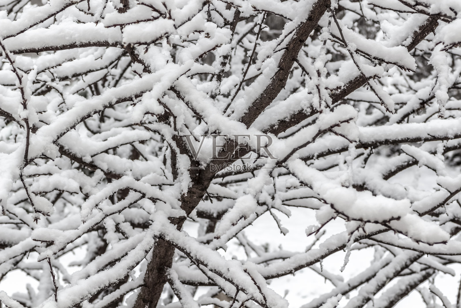 树上的雪照片摄影图片