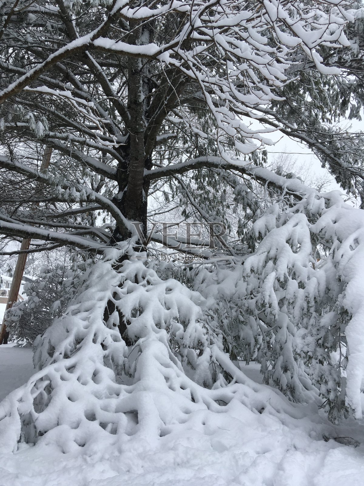 白雪覆盖的松树。照片摄影图片